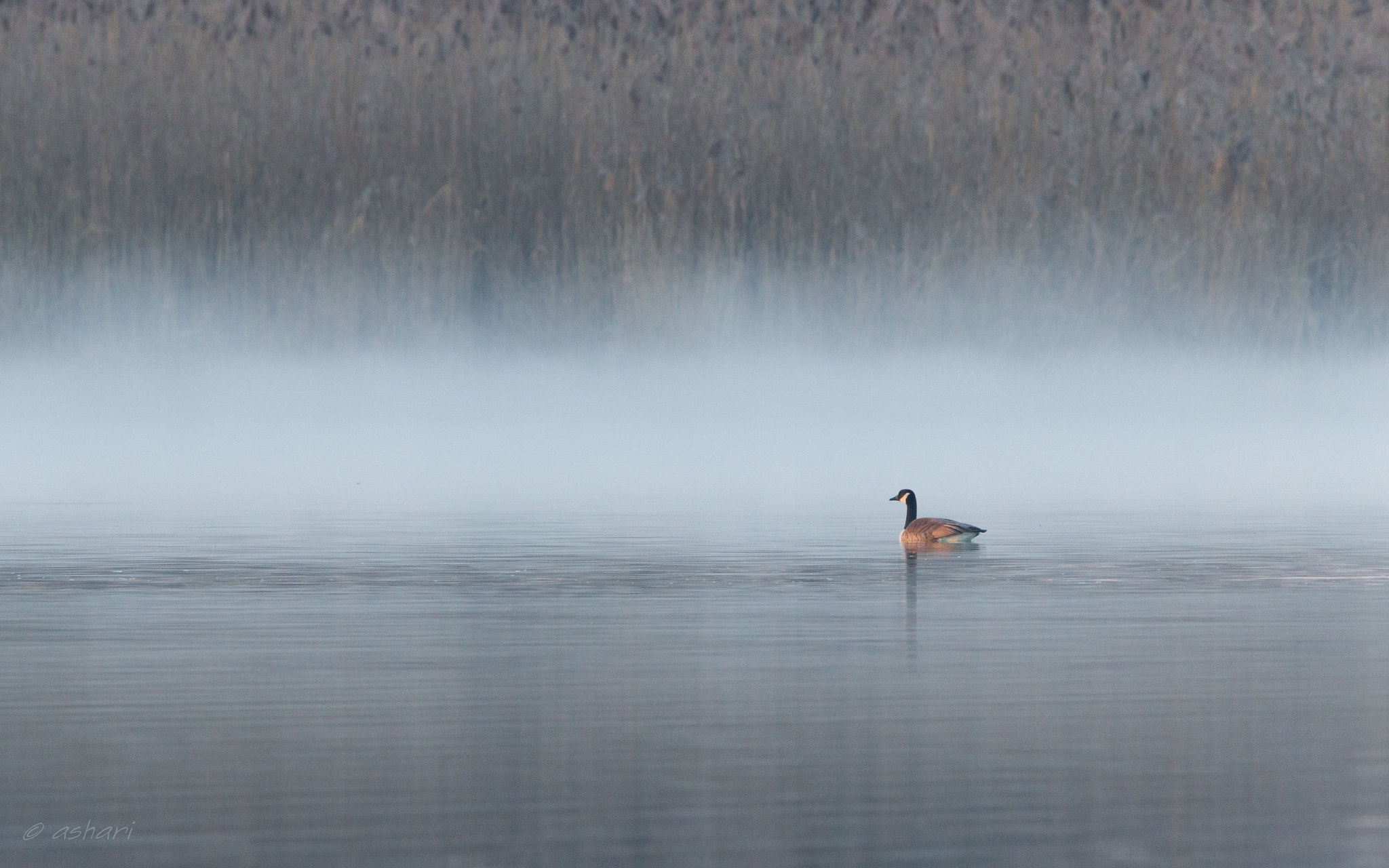 150-600mm F5-6.3 DG OS HSM | Contemporary 015 sample photo. Into the fog photography