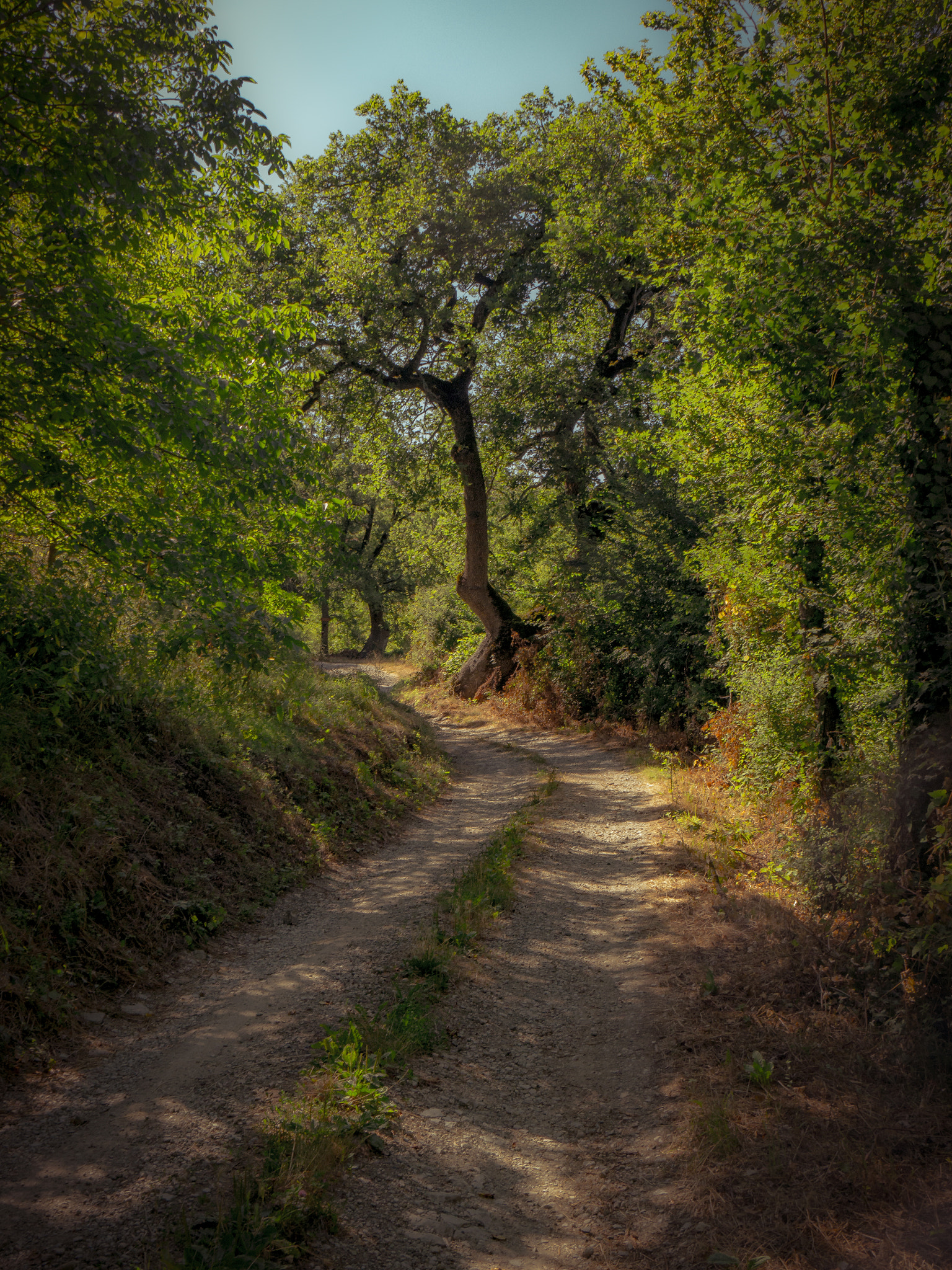 Panasonic Lumix DMC-G6 sample photo. Shady road photography