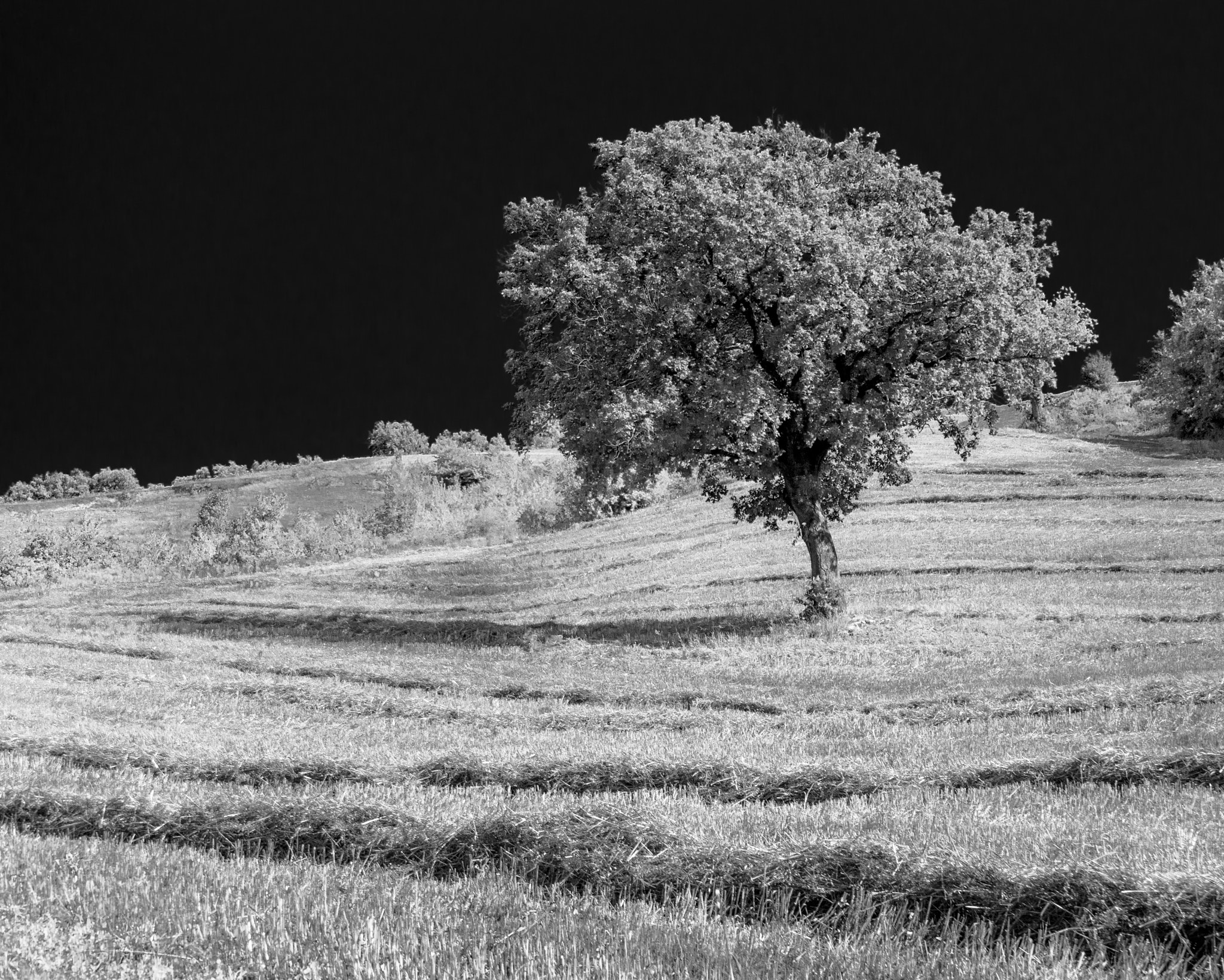 Panasonic Lumix DMC-G6 sample photo. Lonely oak photography