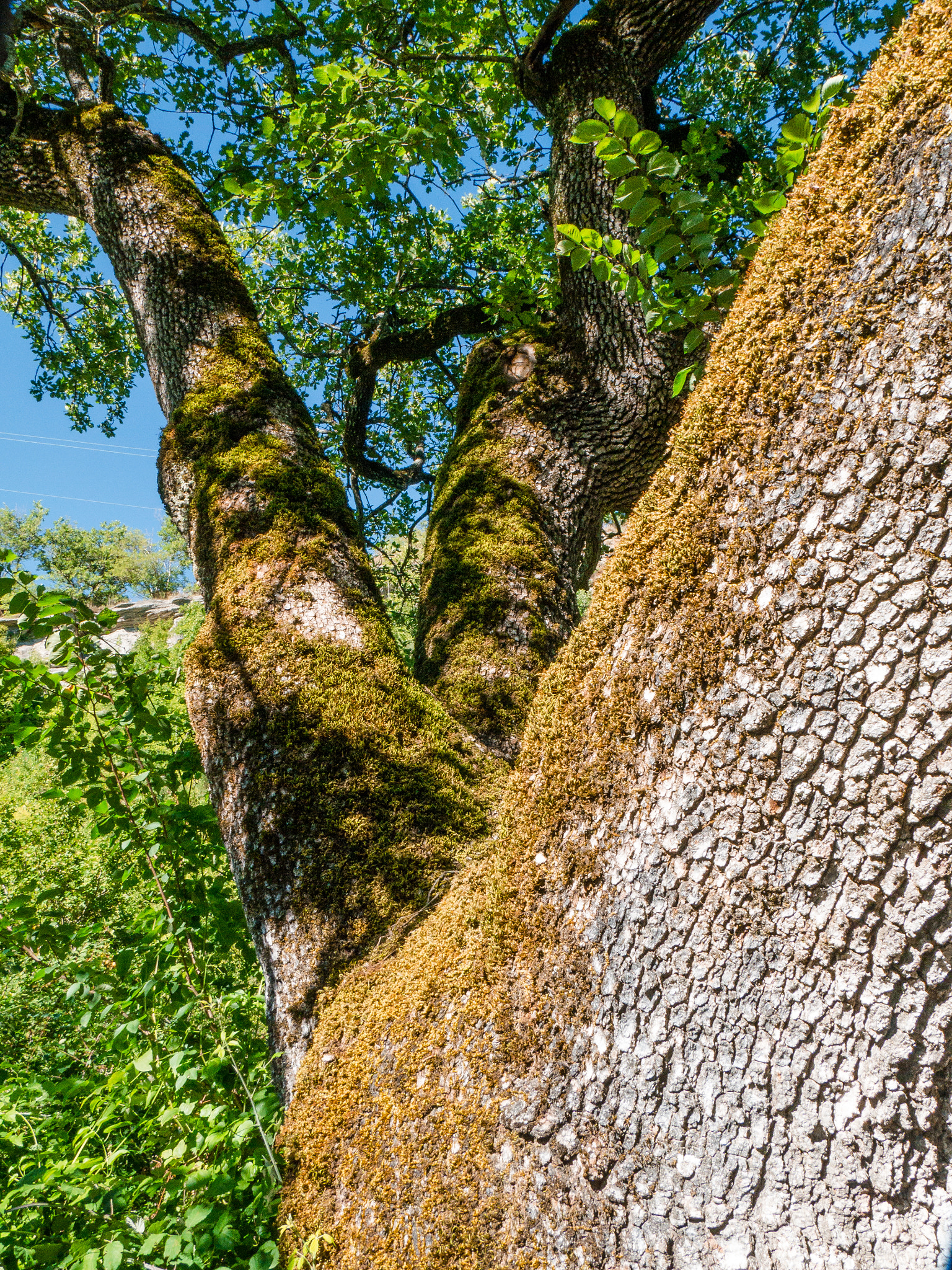 Panasonic Lumix DMC-G6 sample photo. Bark & lichens photography