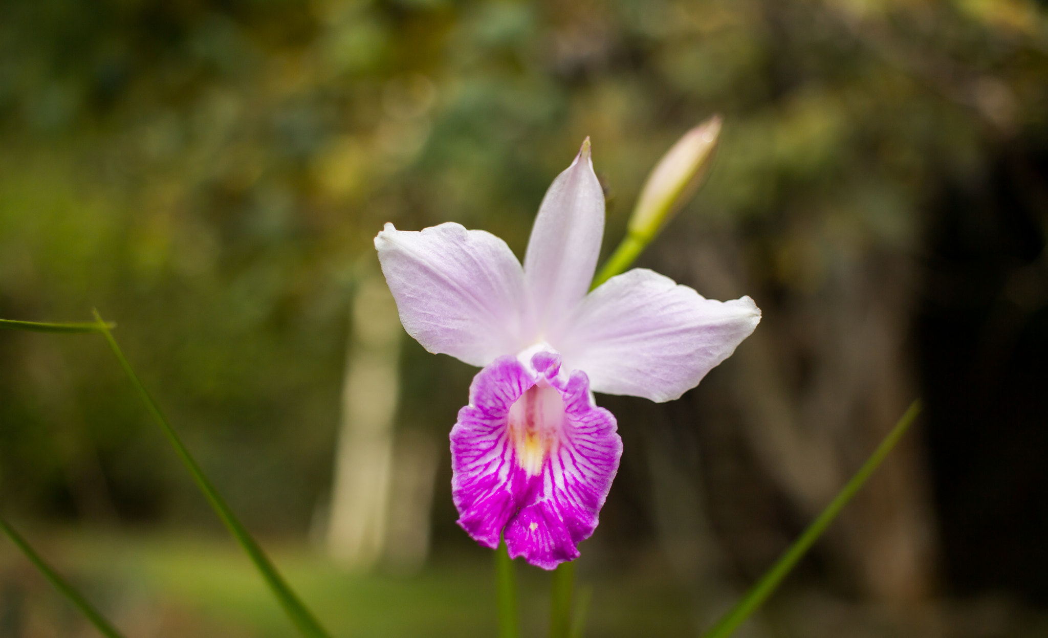 Canon EF-S 24mm F2.8 STM sample photo. Orchid photography