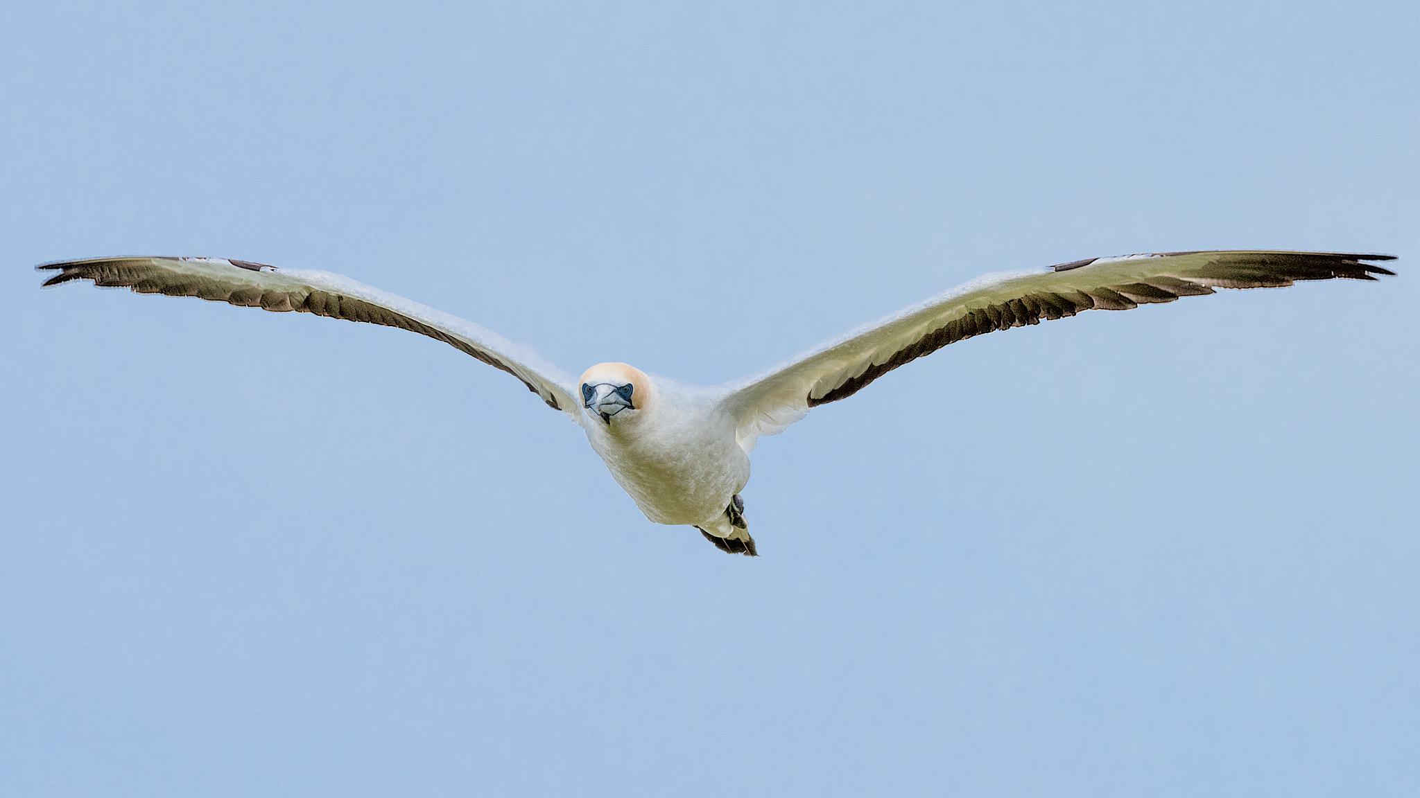 Nikon D810 sample photo. Australian gannet soars photography