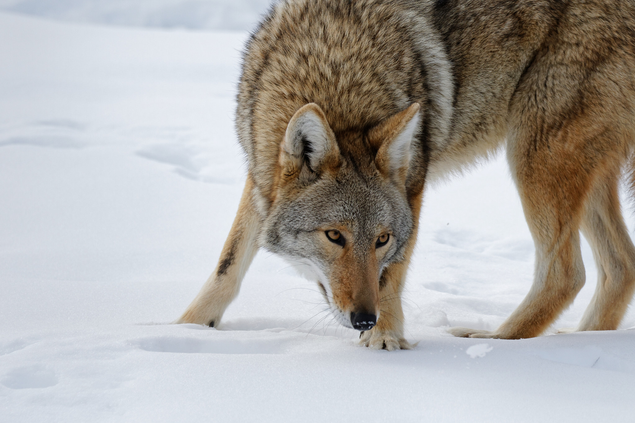 Tamron SP 35mm F1.8 Di VC USD sample photo. A coyote photography