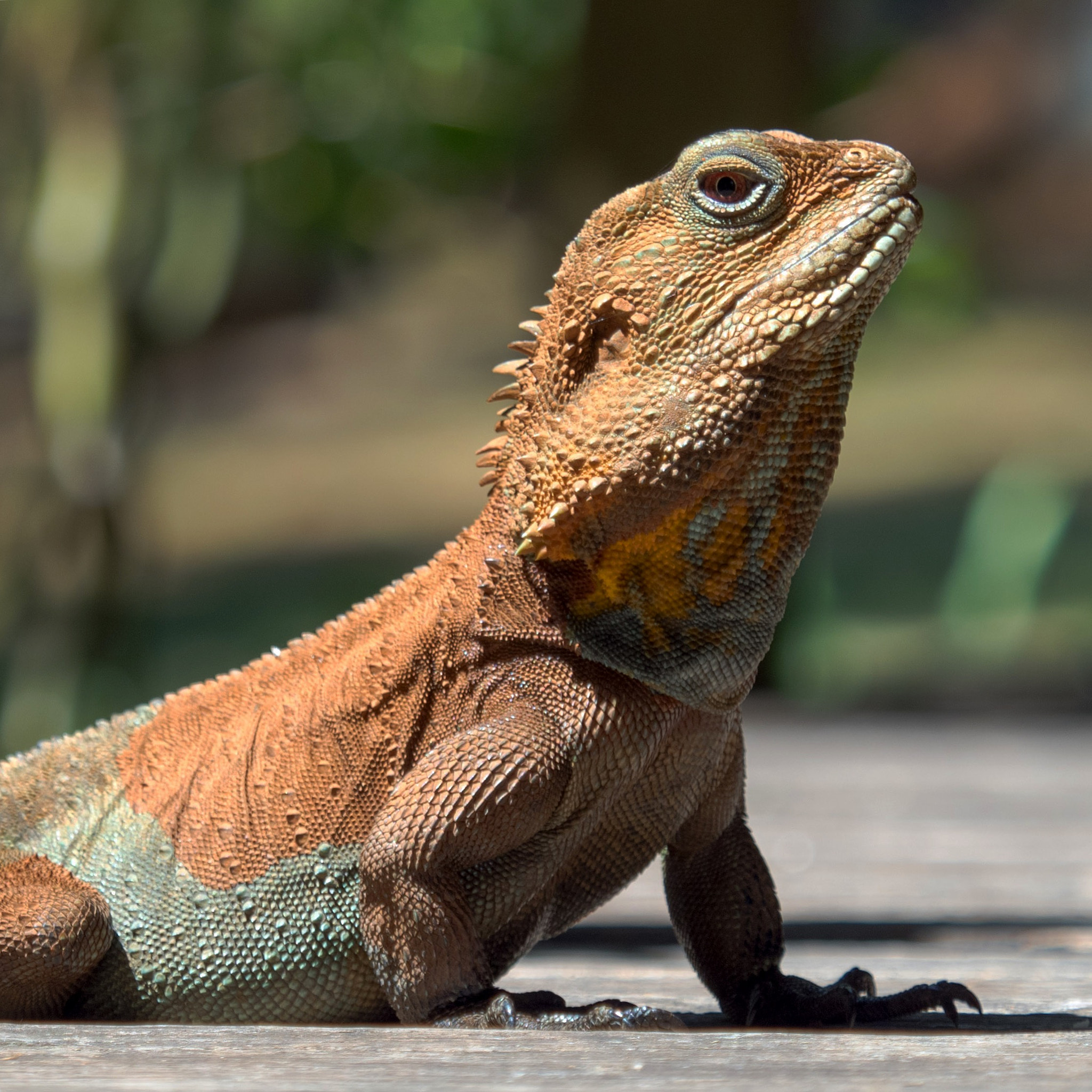 Olympus OM-D E-M5 II + Olympus M.Zuiko Digital ED 40-150mm F2.8 Pro sample photo. Water dragon photography