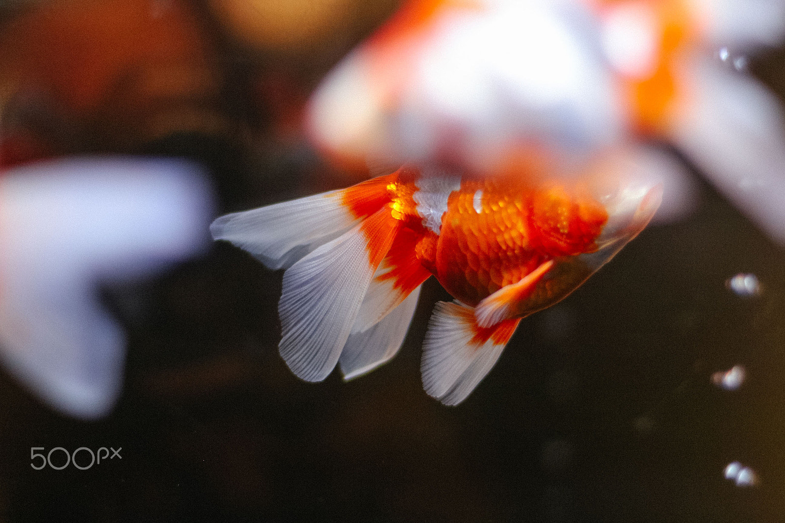 Canon EOS 100D (EOS Rebel SL1 / EOS Kiss X7) sample photo. Goldfish photography