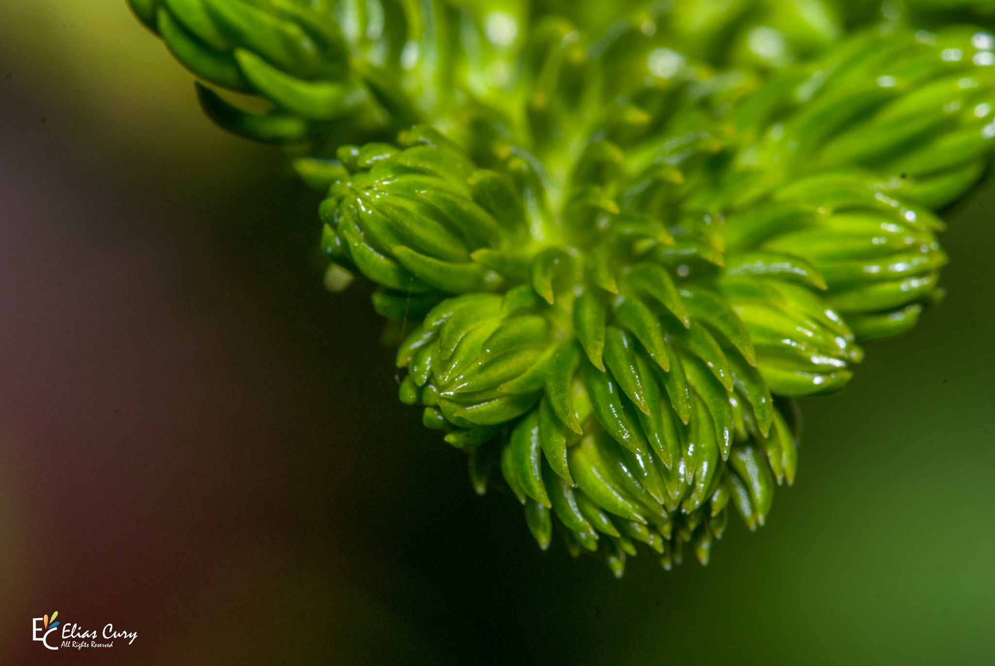 Sony Alpha DSLR-A330 sample photo. Upside down photography