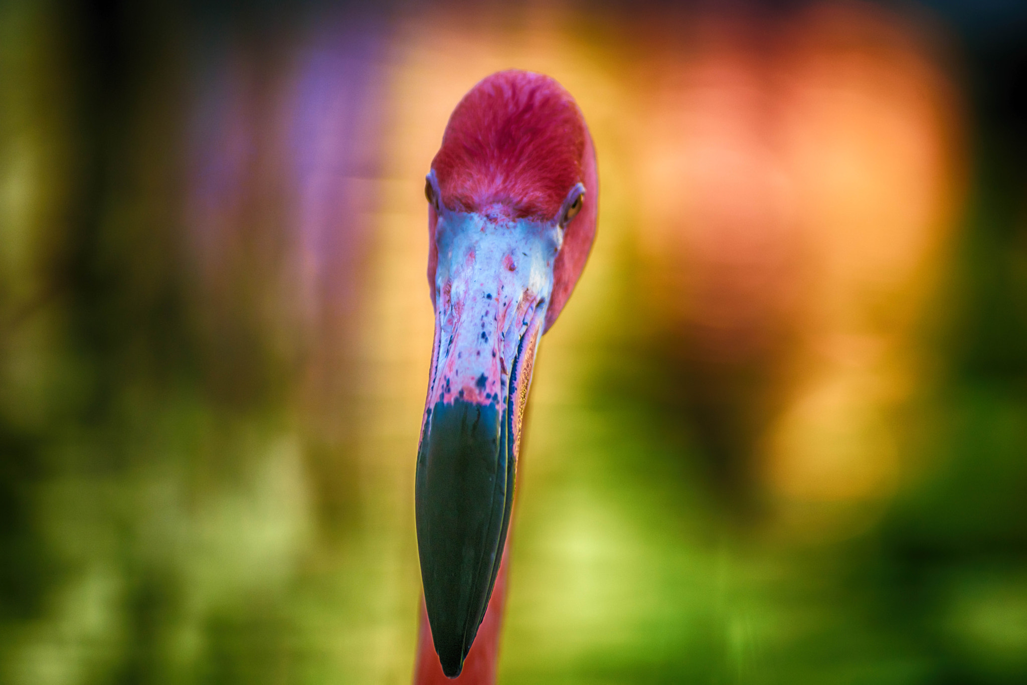 Minolta AF 80-200mm F2.8 HS-APO G sample photo. Shamanic visions photography