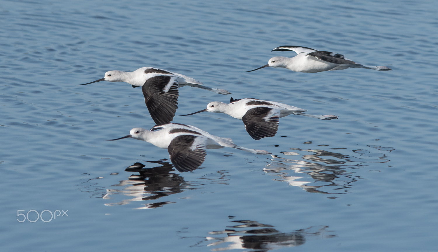 Nikon D500 + Sigma 150-500mm F5-6.3 DG OS HSM sample photo. Avocets fly photography