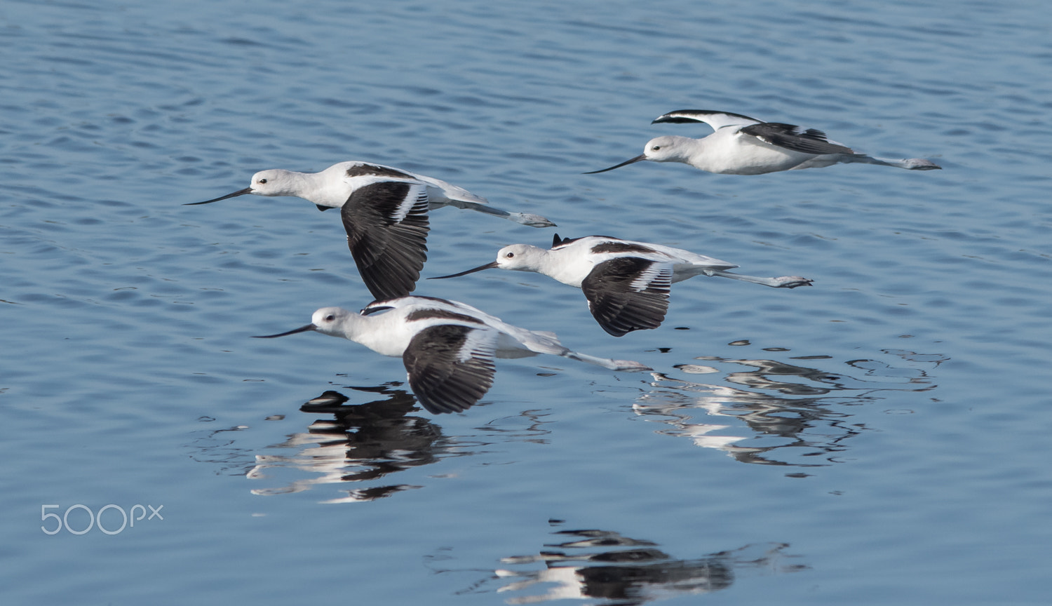 Sigma 150-500mm F5-6.3 DG OS HSM sample photo. Avocets fly photography
