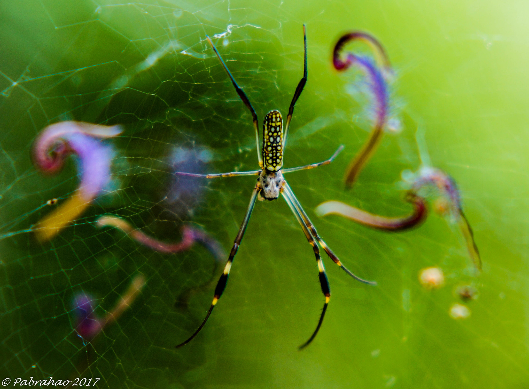 Sony SLT-A57 + Tamron SP AF 90mm F2.8 Di Macro sample photo. Miss spider. photography