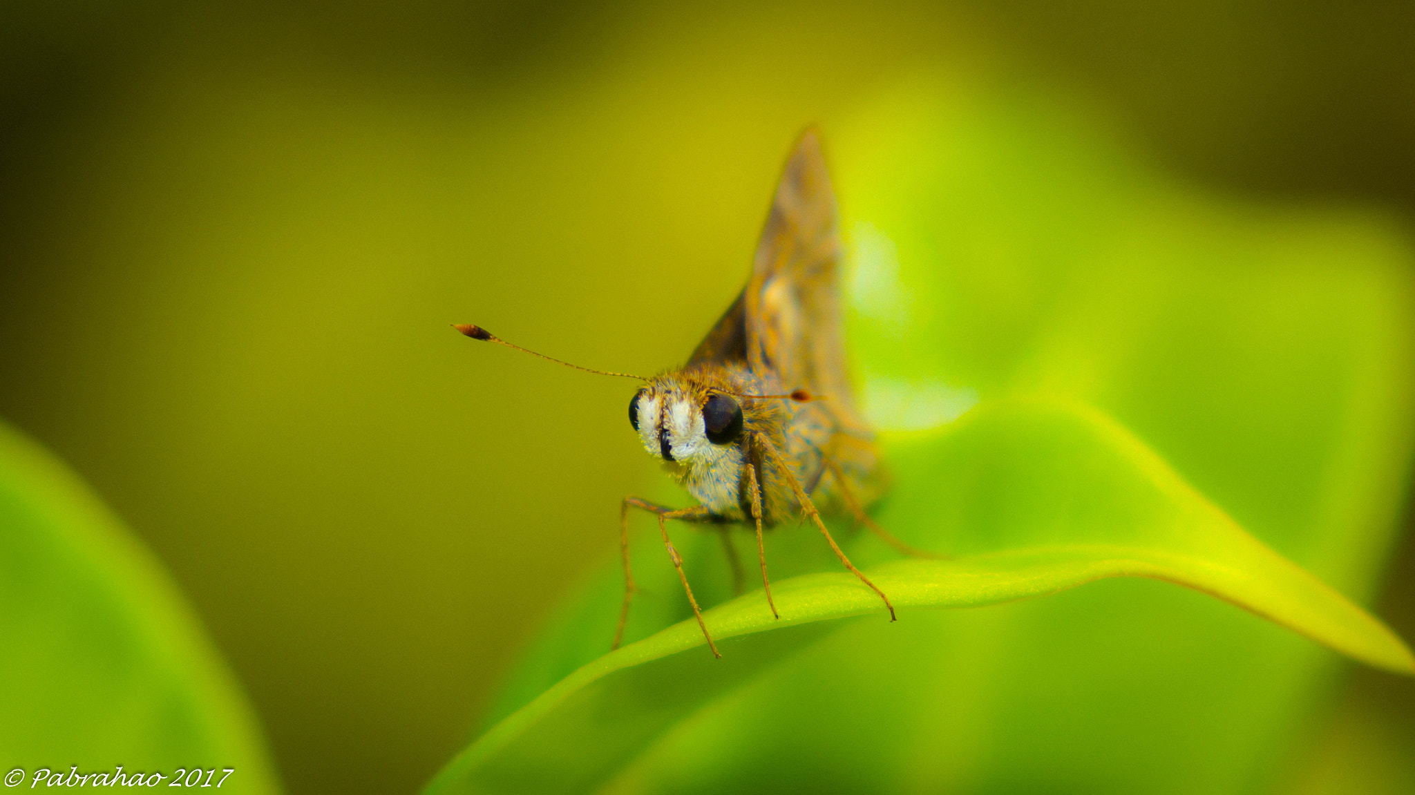 Tamron SP AF 90mm F2.8 Di Macro sample photo. How not to love? photography
