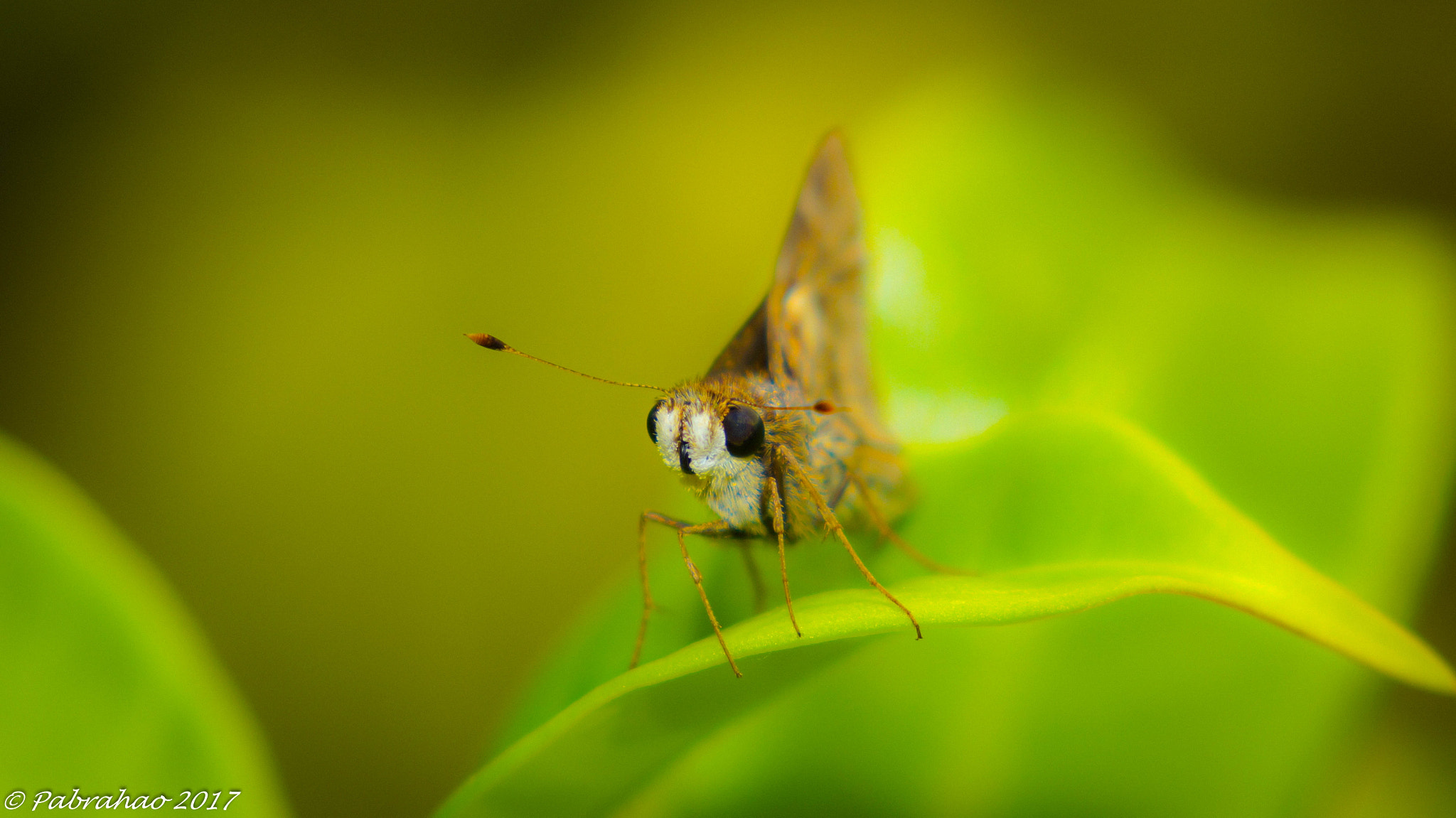 Sony SLT-A57 + Tamron SP AF 90mm F2.8 Di Macro sample photo. How not to love? photography