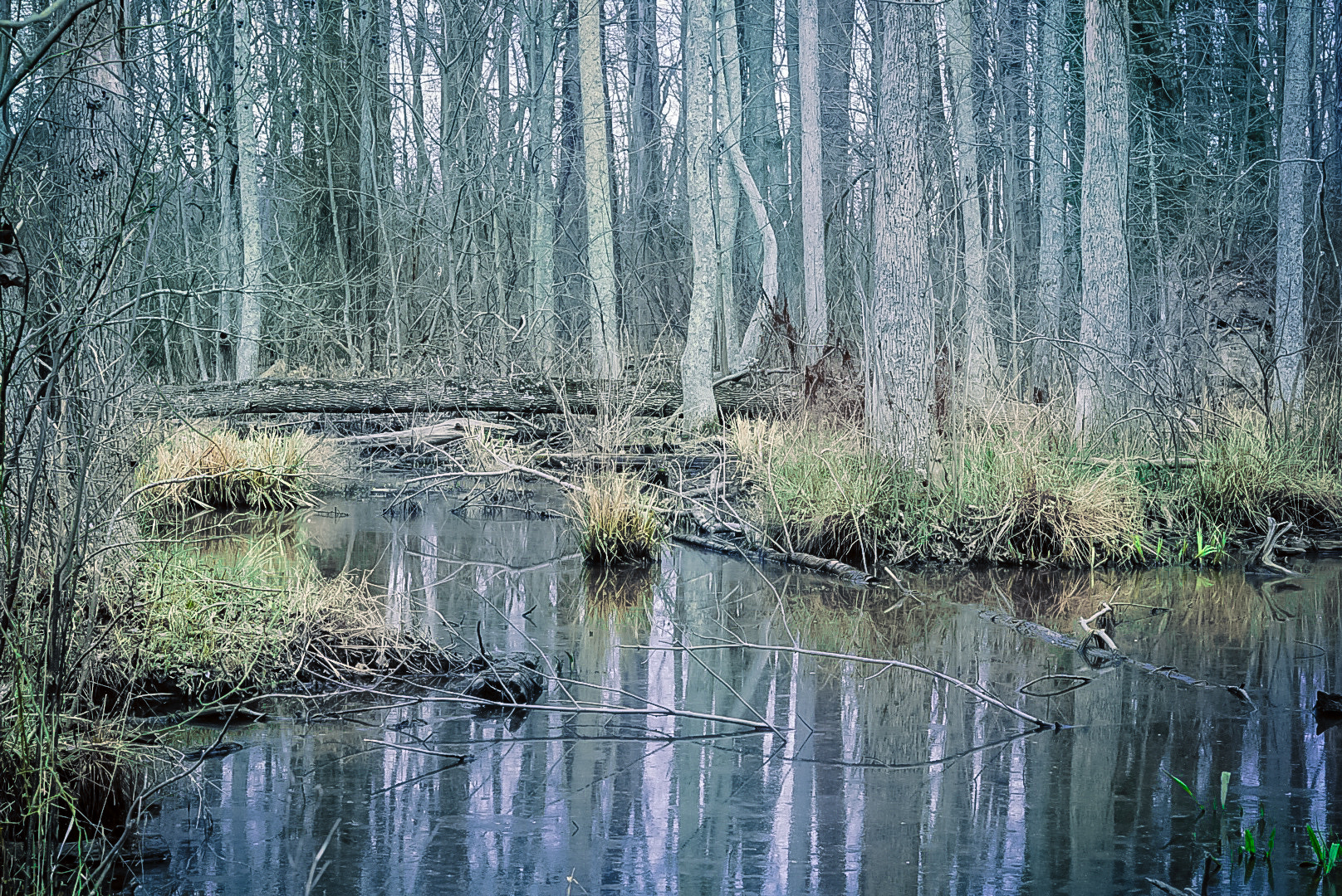 Sony FE 50mm F1.8 sample photo. Swamp life photography