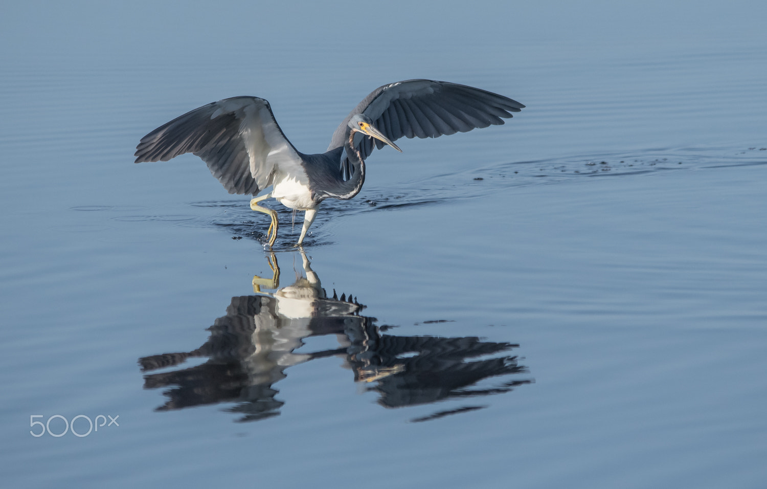 Nikon D500 + Sigma 150-500mm F5-6.3 DG OS HSM sample photo. Tri-colored wings photography