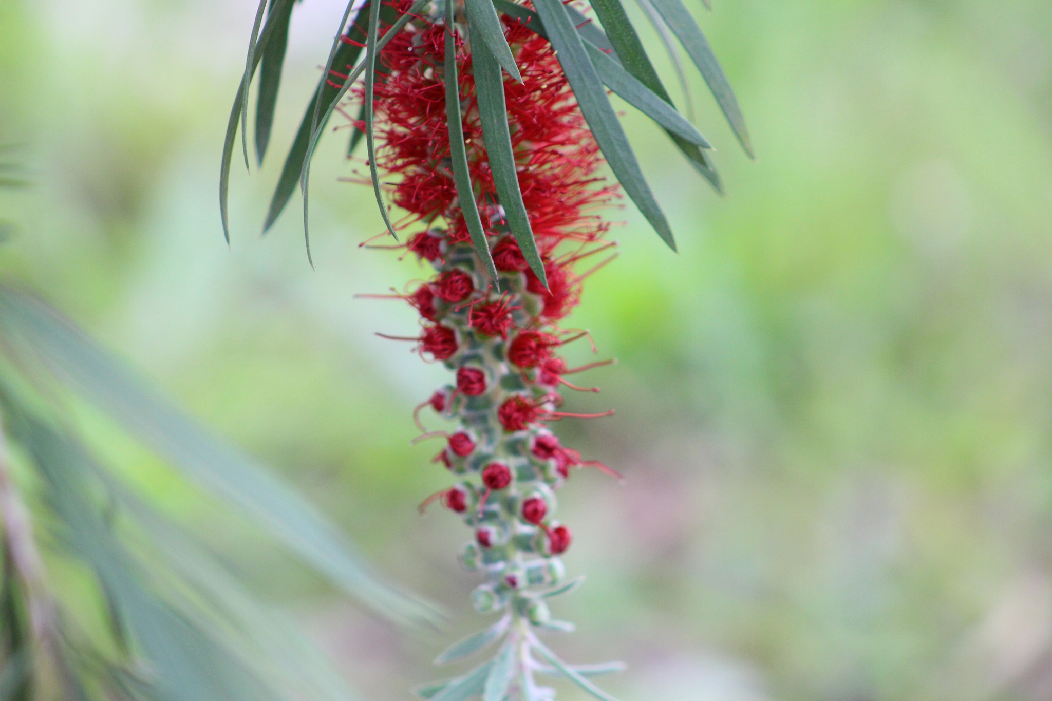 Canon EOS 700D (EOS Rebel T5i / EOS Kiss X7i) + EF75-300mm f/4-5.6 sample photo. Casa photography