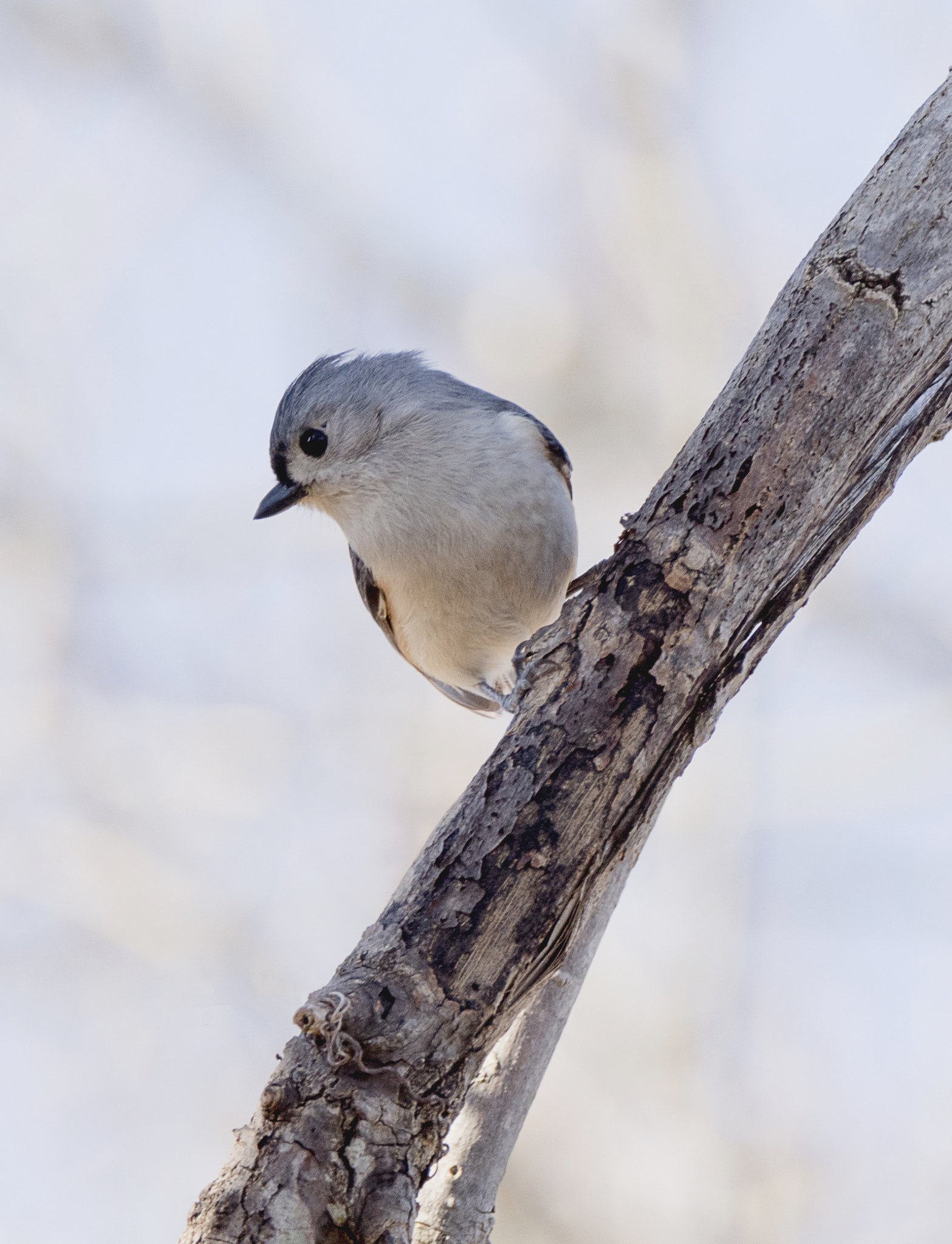 Sony ILCA-77M2 + Tamron SP 150-600mm F5-6.3 Di VC USD sample photo. Lines and curves (tufted titmouse) photography