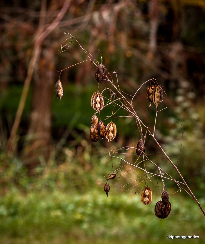 Olympus OM-D E-M10 II sample photo. Wild nuts... photography
