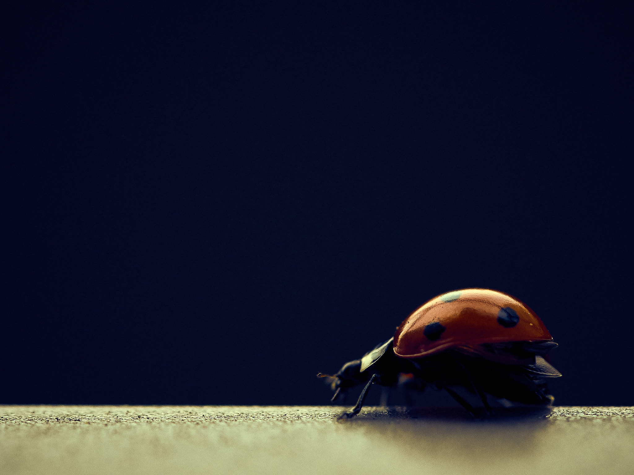 Sony a7 II sample photo. Catarinita, ladybug photography