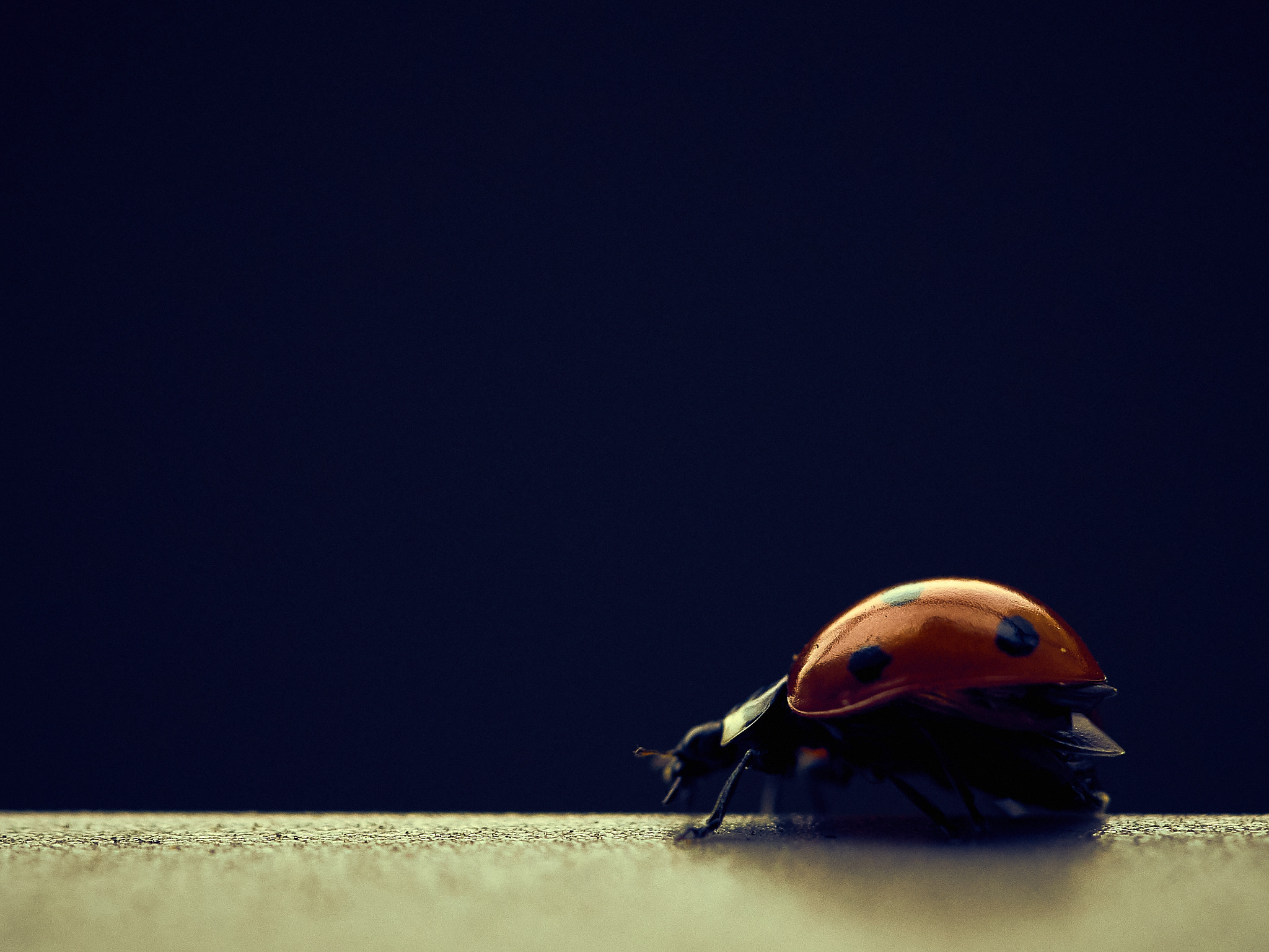 Sony a7 II + Sony DT 50mm F1.8 SAM sample photo. Catarinita, ladybug photography