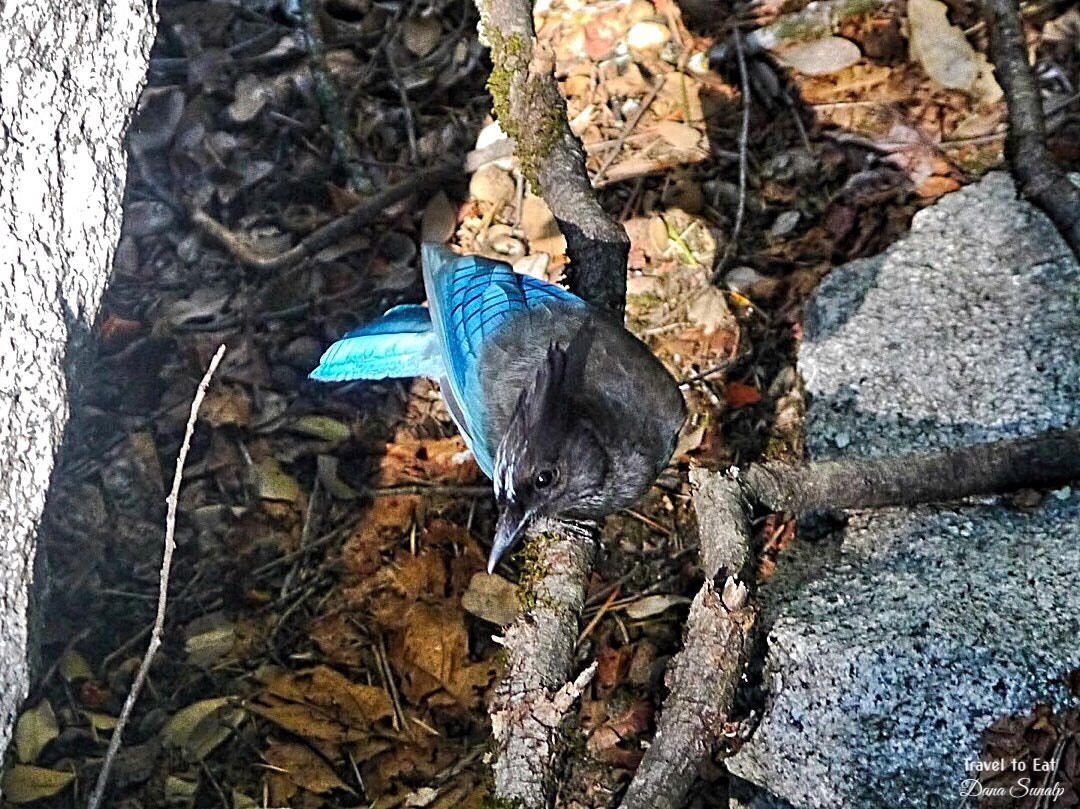 Panasonic Lumix DMC-G5 sample photo. Steller’s jay (cyanocitta stelleri) photography