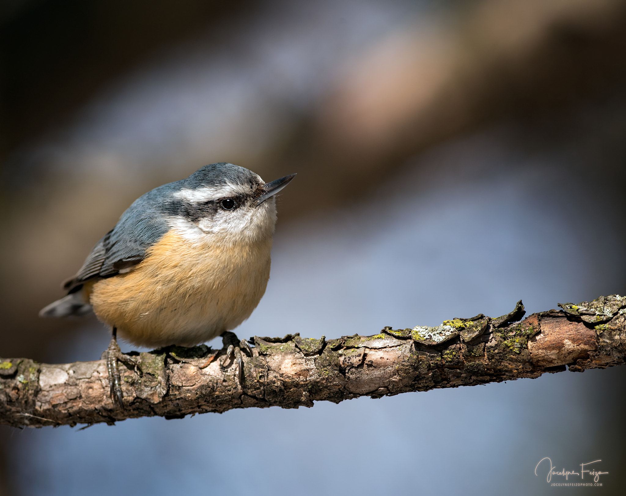 Nikon D750 + Nikon AF-S Nikkor 300mm F4D ED-IF sample photo. Red-breasted nuthatch photography