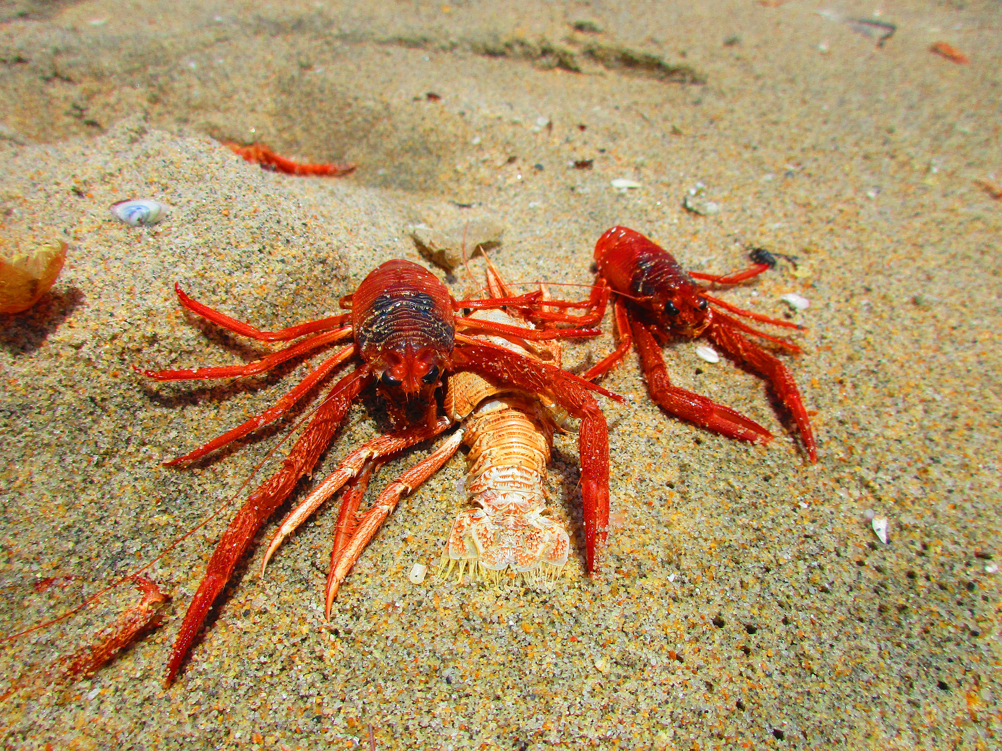 Canon PowerShot ELPH 170 IS (IXUS 170 / IXY 170) sample photo. Crabs on the beach photography