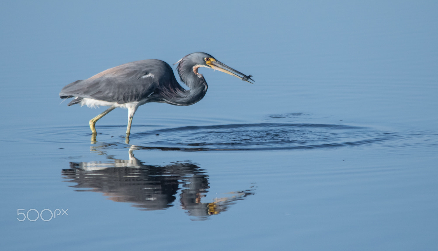 Nikon D500 + Sigma 150-500mm F5-6.3 DG OS HSM sample photo. Tri breakfast photography