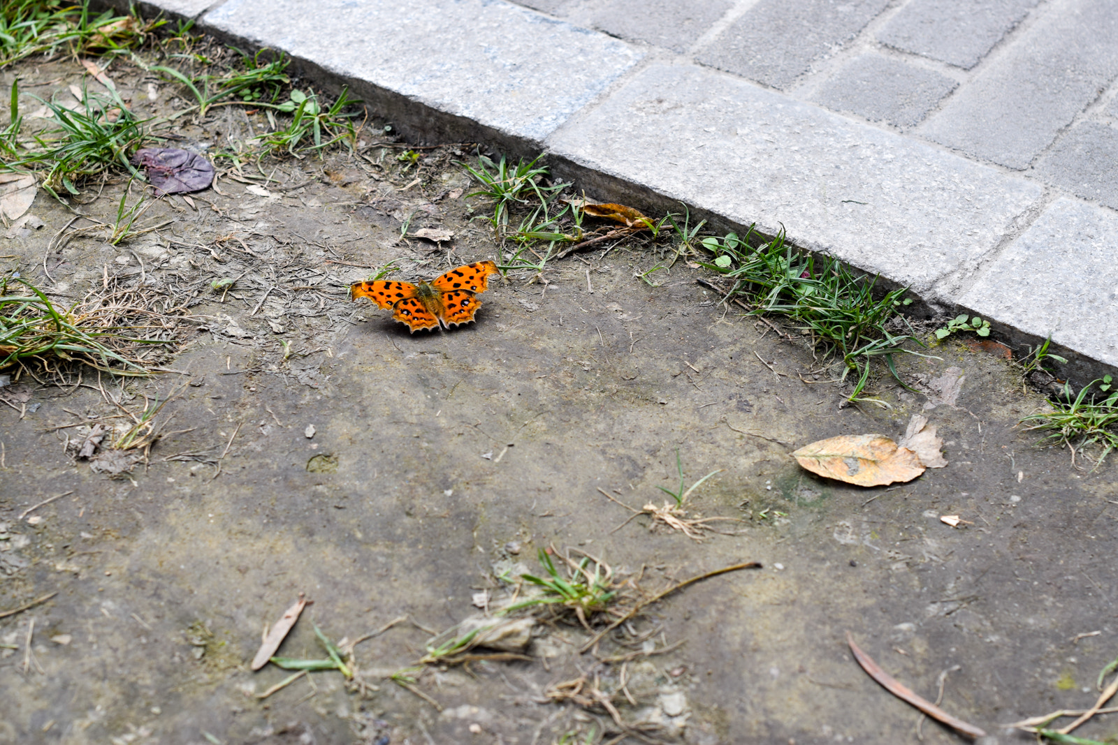 Nikon D3300 + Nikon AF-S Nikkor 50mm F1.4G sample photo. Leopard butterfly photography