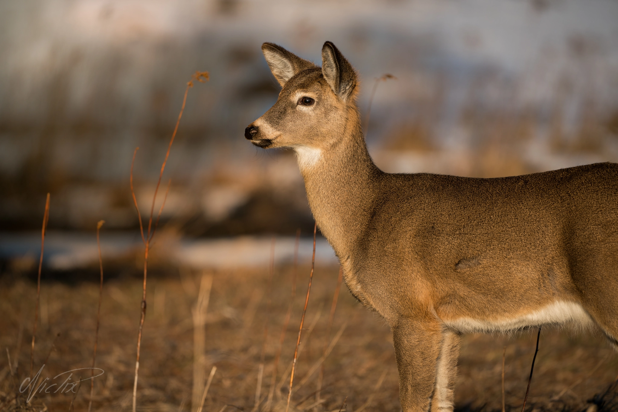 150-600mm F5-6.3 DG OS HSM | Contemporary 015 sample photo. Beautiful deer photography