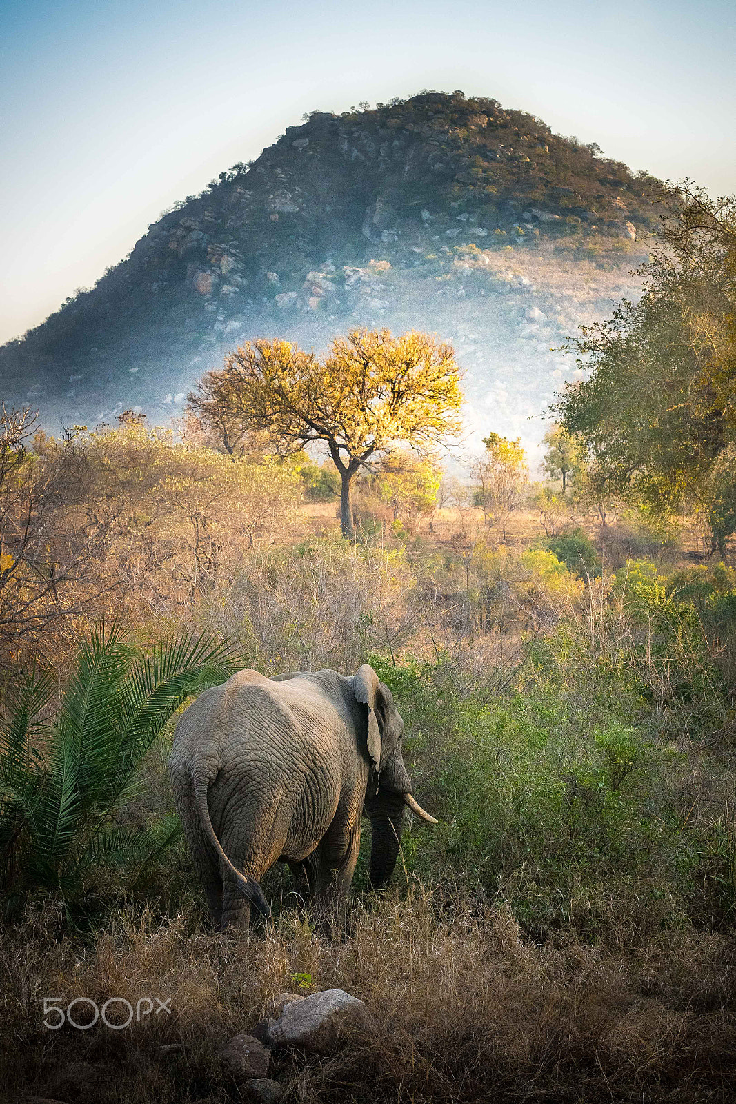 Sony a99 II sample photo. Unassuming giant photography