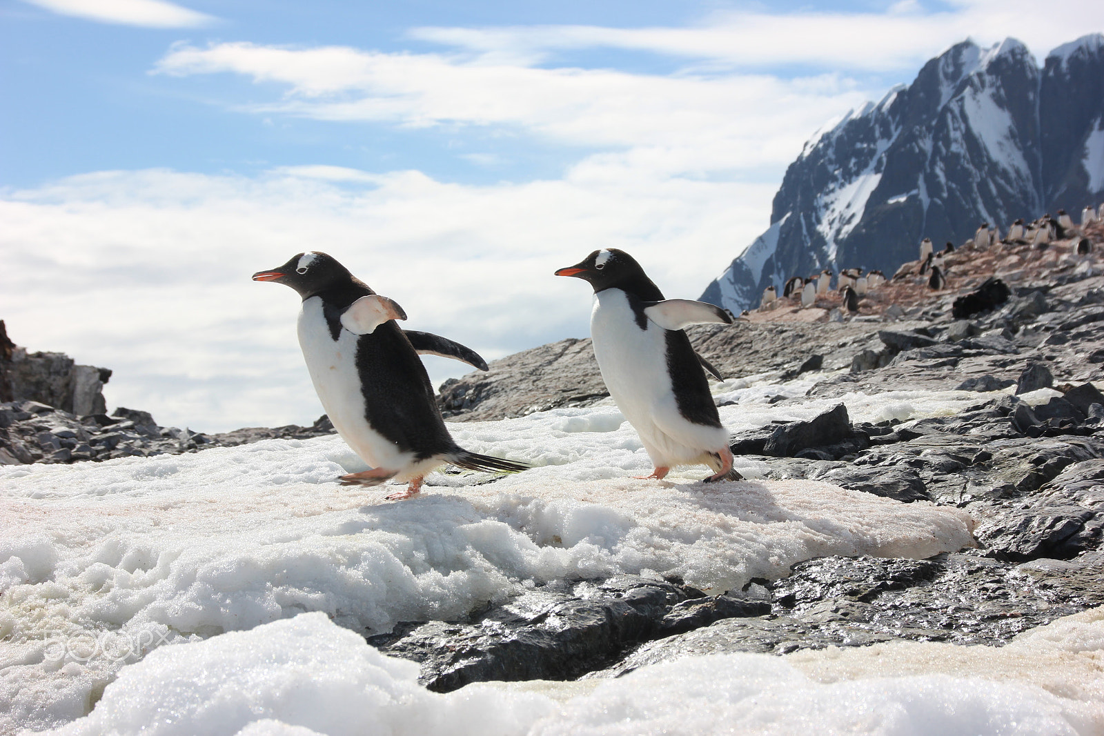 Canon EOS 600D (Rebel EOS T3i / EOS Kiss X5) sample photo. Two penguins going somewhere photography