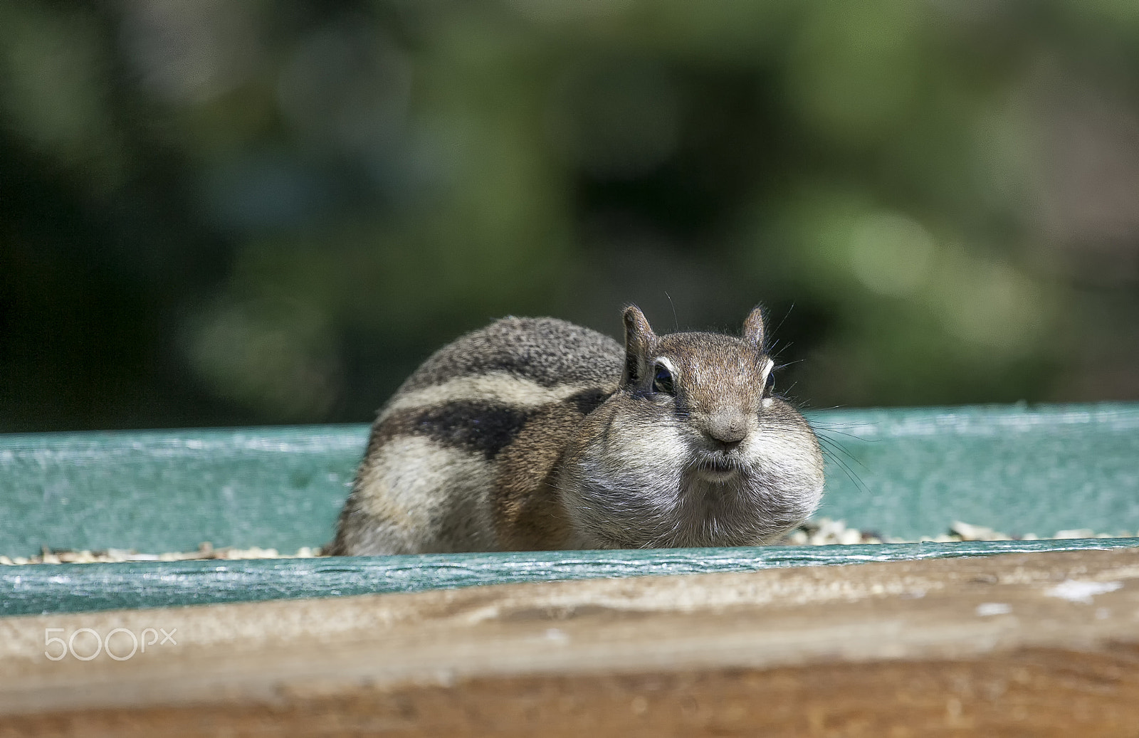 Canon EF 100-400mm F4.5-5.6L IS USM sample photo. Golden mantled ground squirrel photography