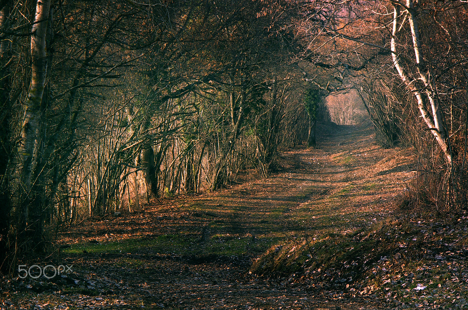 KONICA MINOLTA DiMAGE A200 sample photo. Woods in the park photography