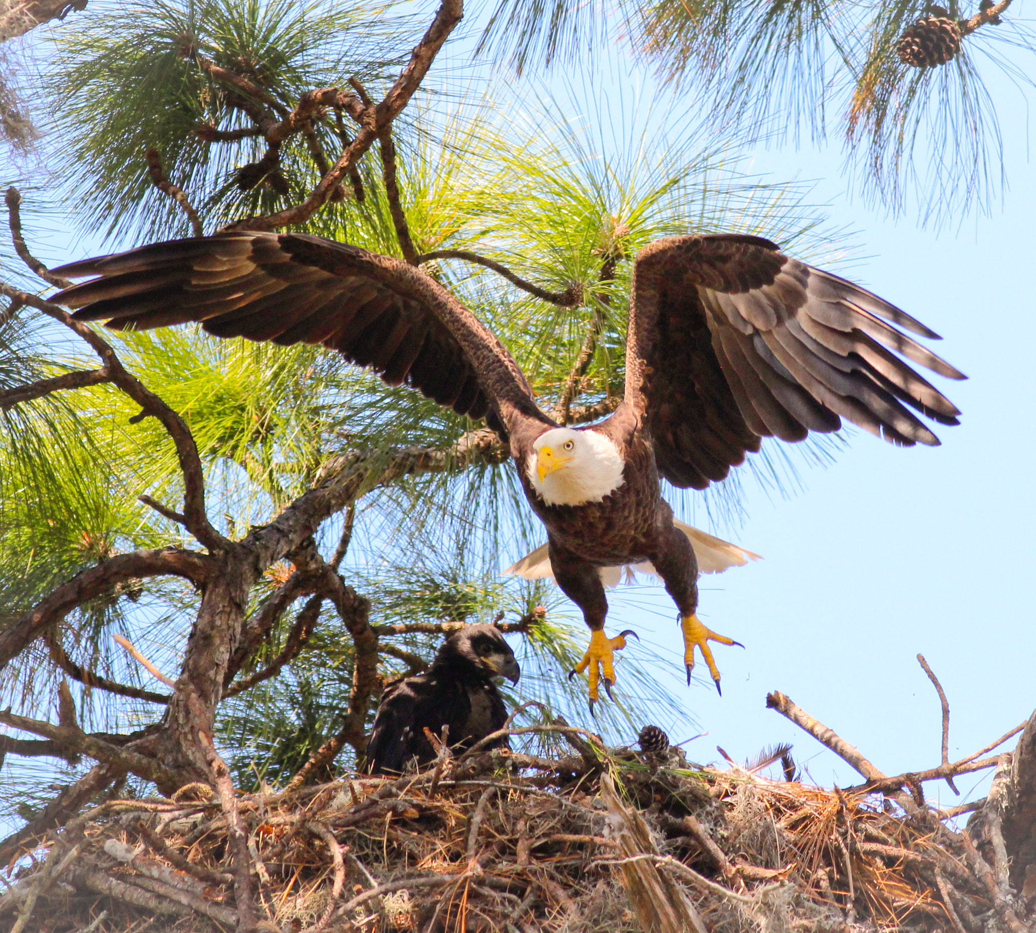 Canon EOS 600D (Rebel EOS T3i / EOS Kiss X5) sample photo. Eagle in nest  photography