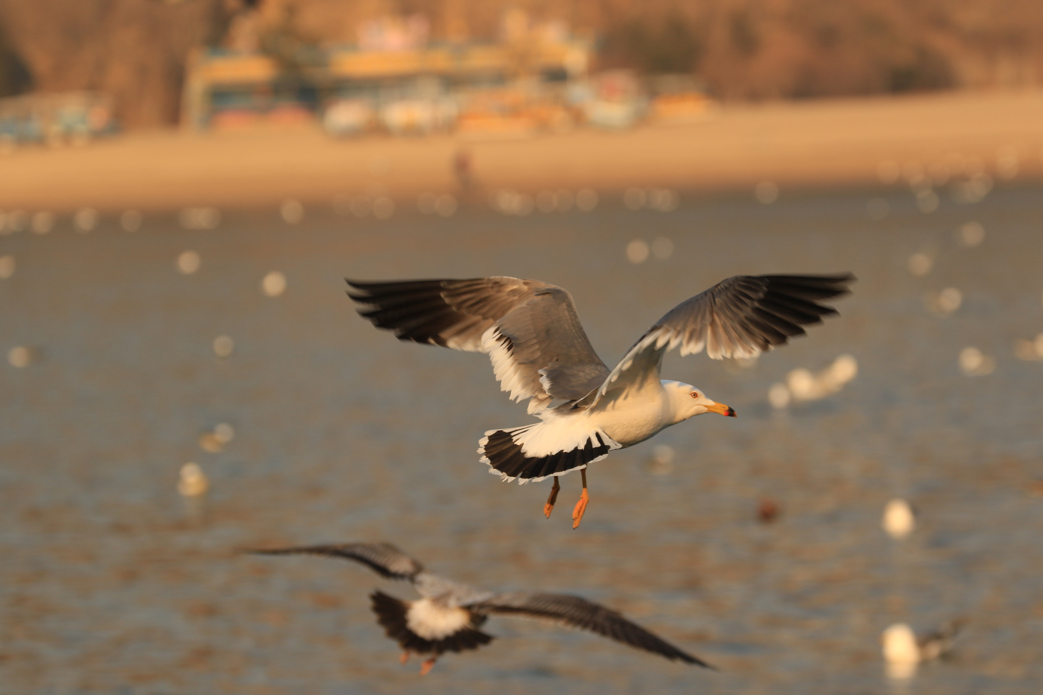 Canon EF 70-300mm F4-5.6L IS USM sample photo. Take off photography