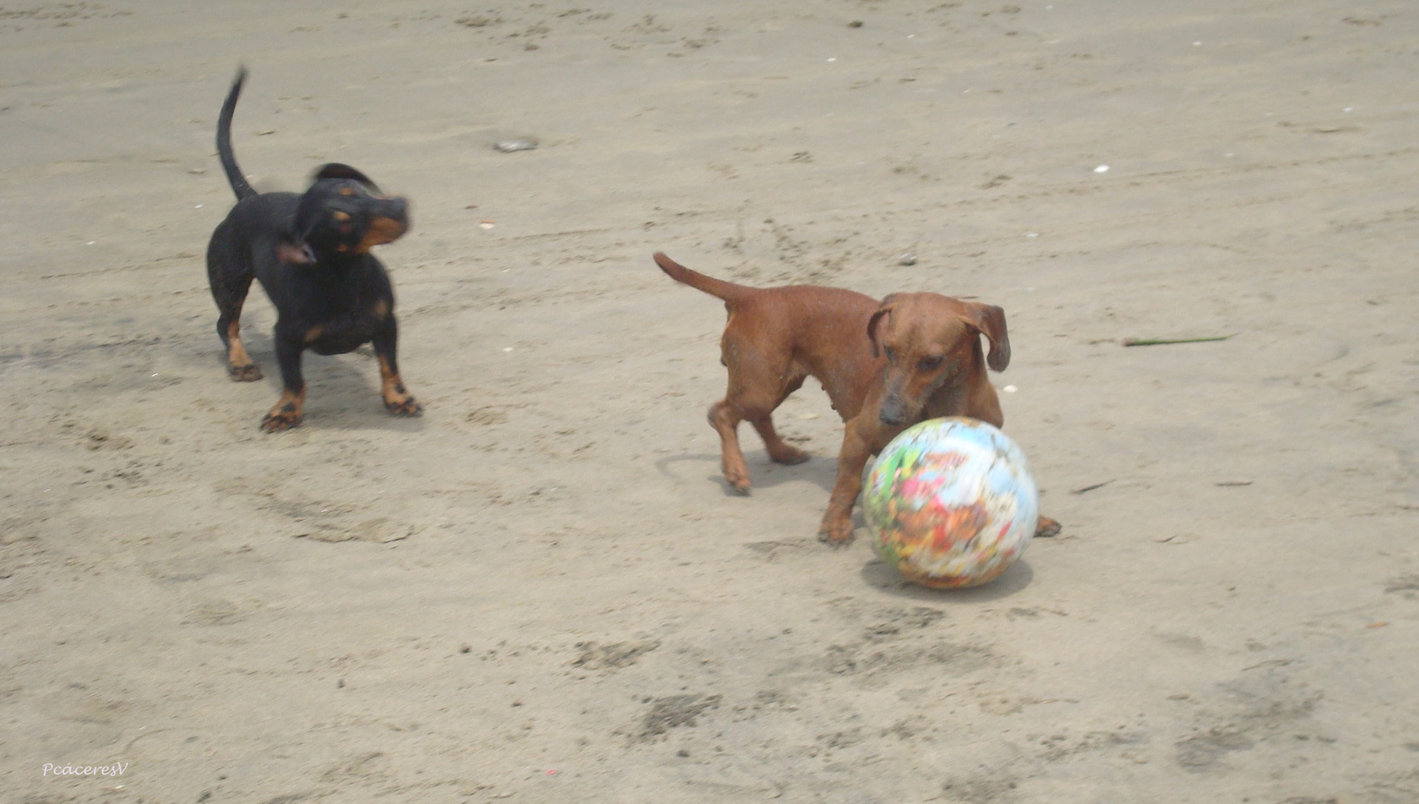 Sony DSC-W90 sample photo. Animales photography