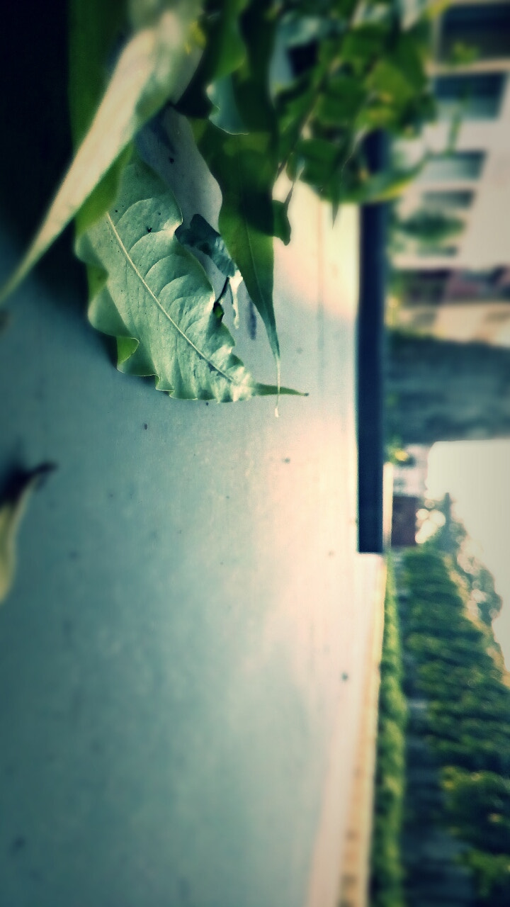 ASUS Zenfone Go (ASUS_Z00VD) sample photo. The leaves photography