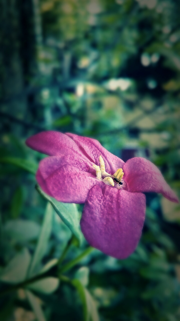 ASUS Zenfone Go (ASUS_Z00VD) sample photo. Flora photography