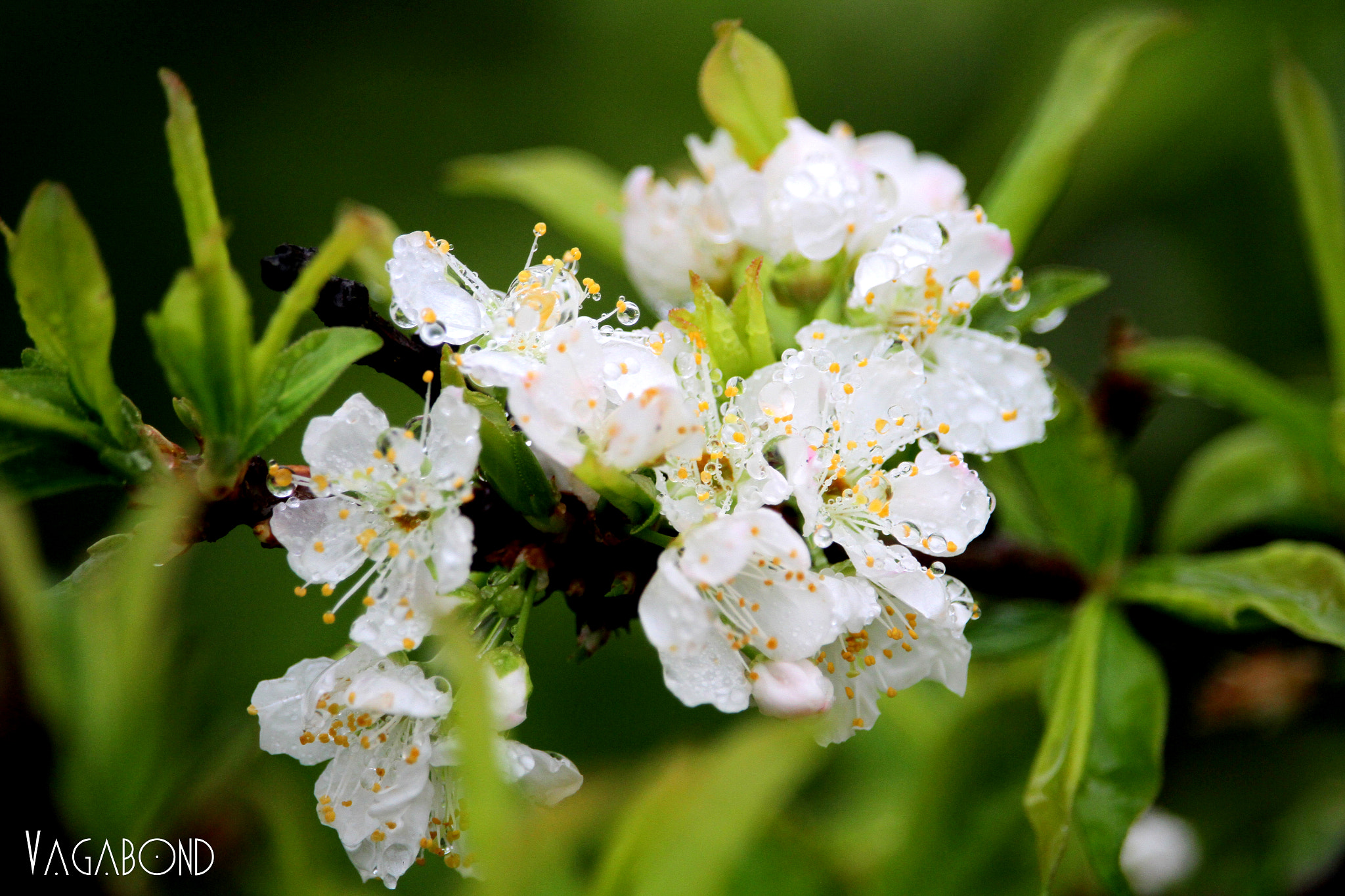 Canon EF-S 55-250mm F4-5.6 IS STM sample photo. Plum flower photography