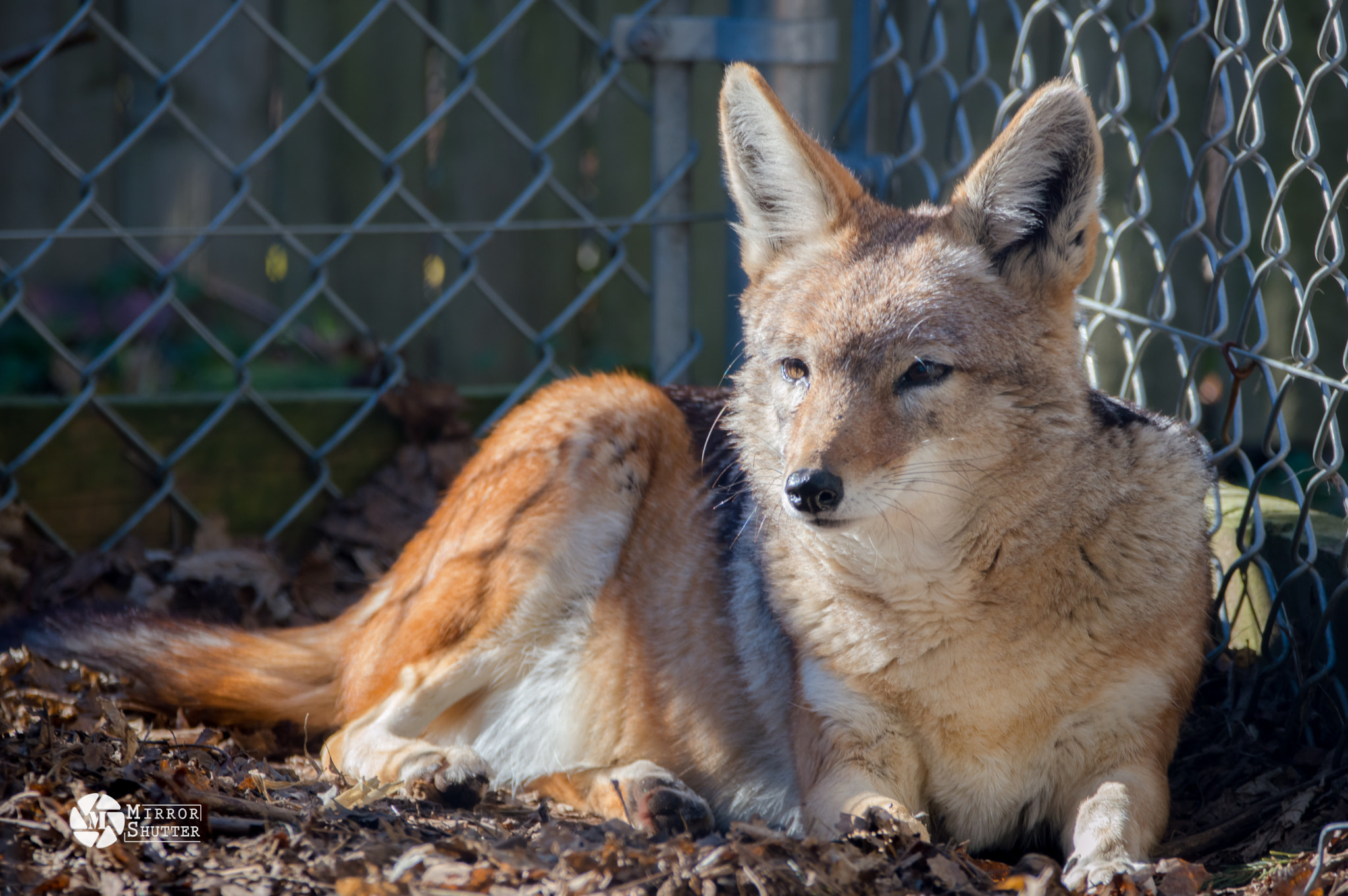 Sigma 150-600mm F5-6.3 DG OS HSM | C sample photo. Jackel photography