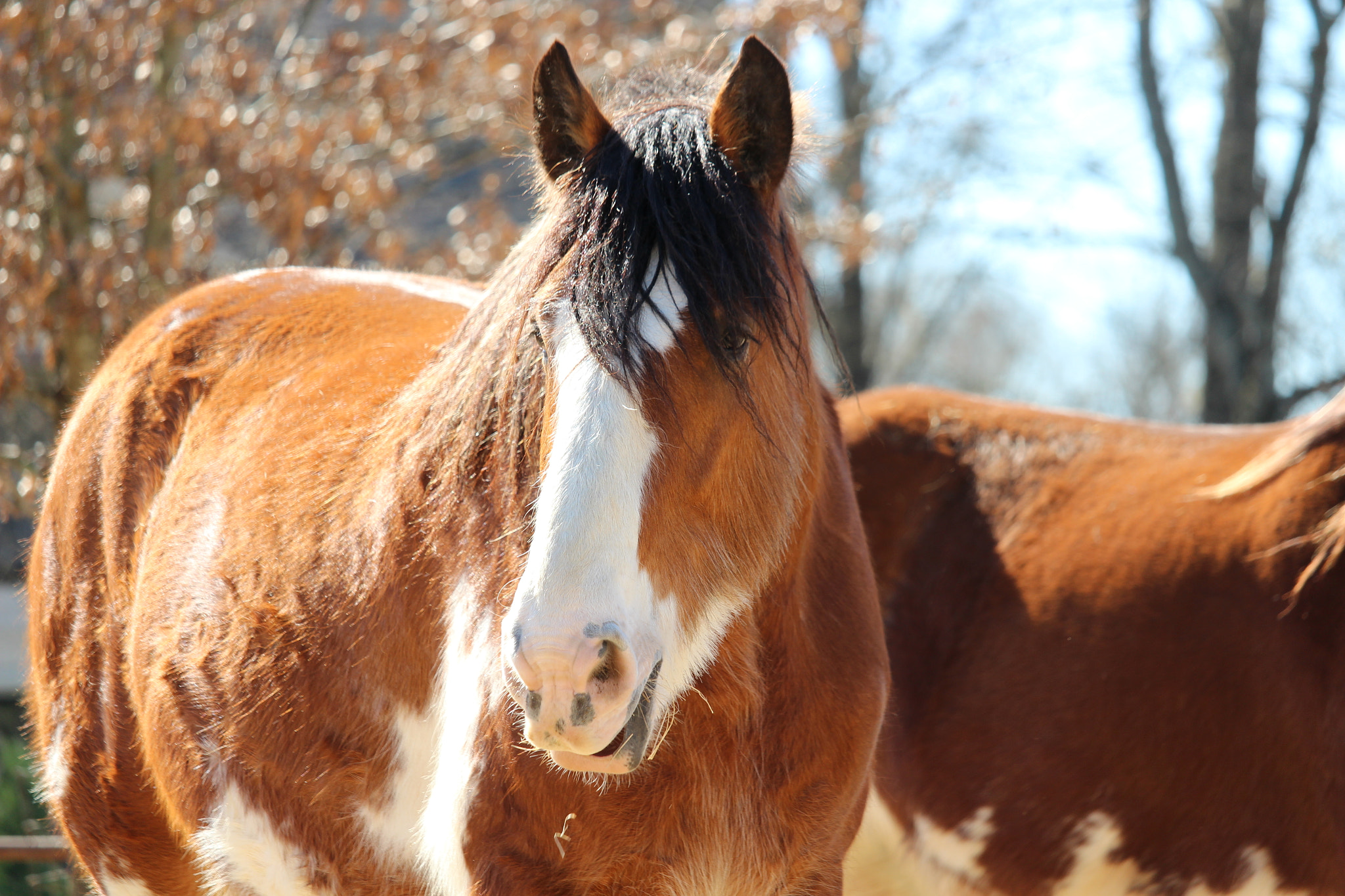 Canon EF-S 55-250mm F4-5.6 IS STM sample photo. Img photography