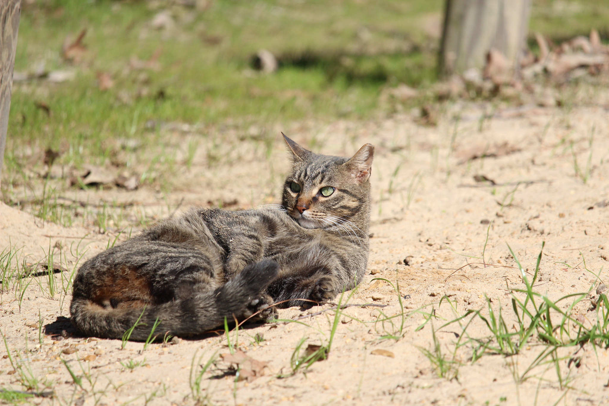 Canon EF-S 55-250mm F4-5.6 IS STM sample photo. Img photography
