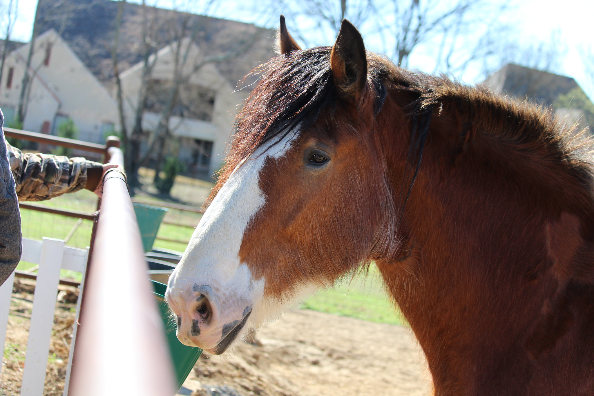 Canon EF-S 55-250mm F4-5.6 IS STM sample photo. Img photography