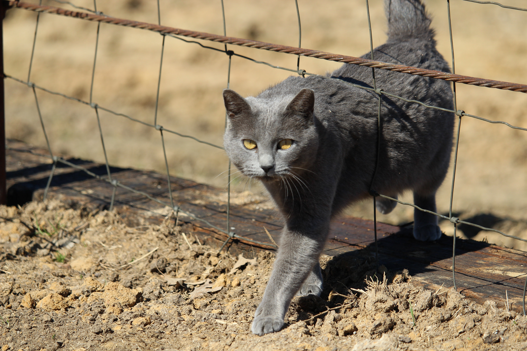 Canon EF-S 55-250mm F4-5.6 IS STM sample photo. Img photography