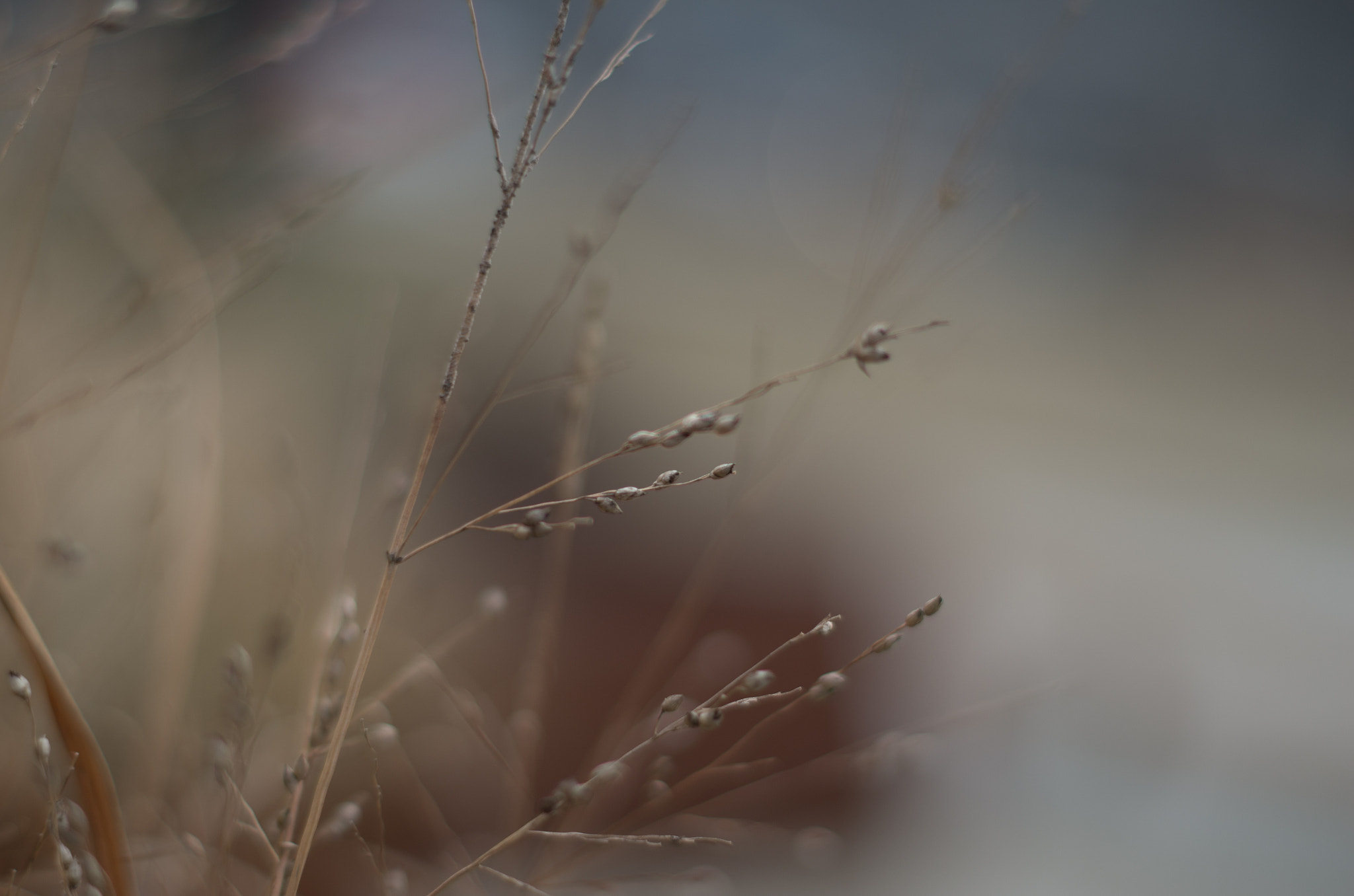 Pentax smc DA 50mm F1.8 sample photo. Img photography