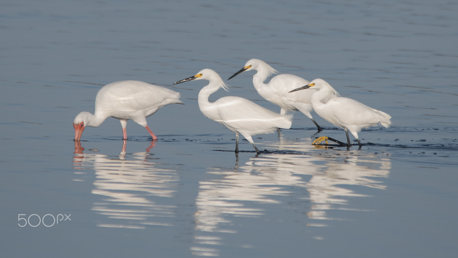 Sigma 150-500mm F5-6.3 DG OS HSM sample photo. Follow the leader photography