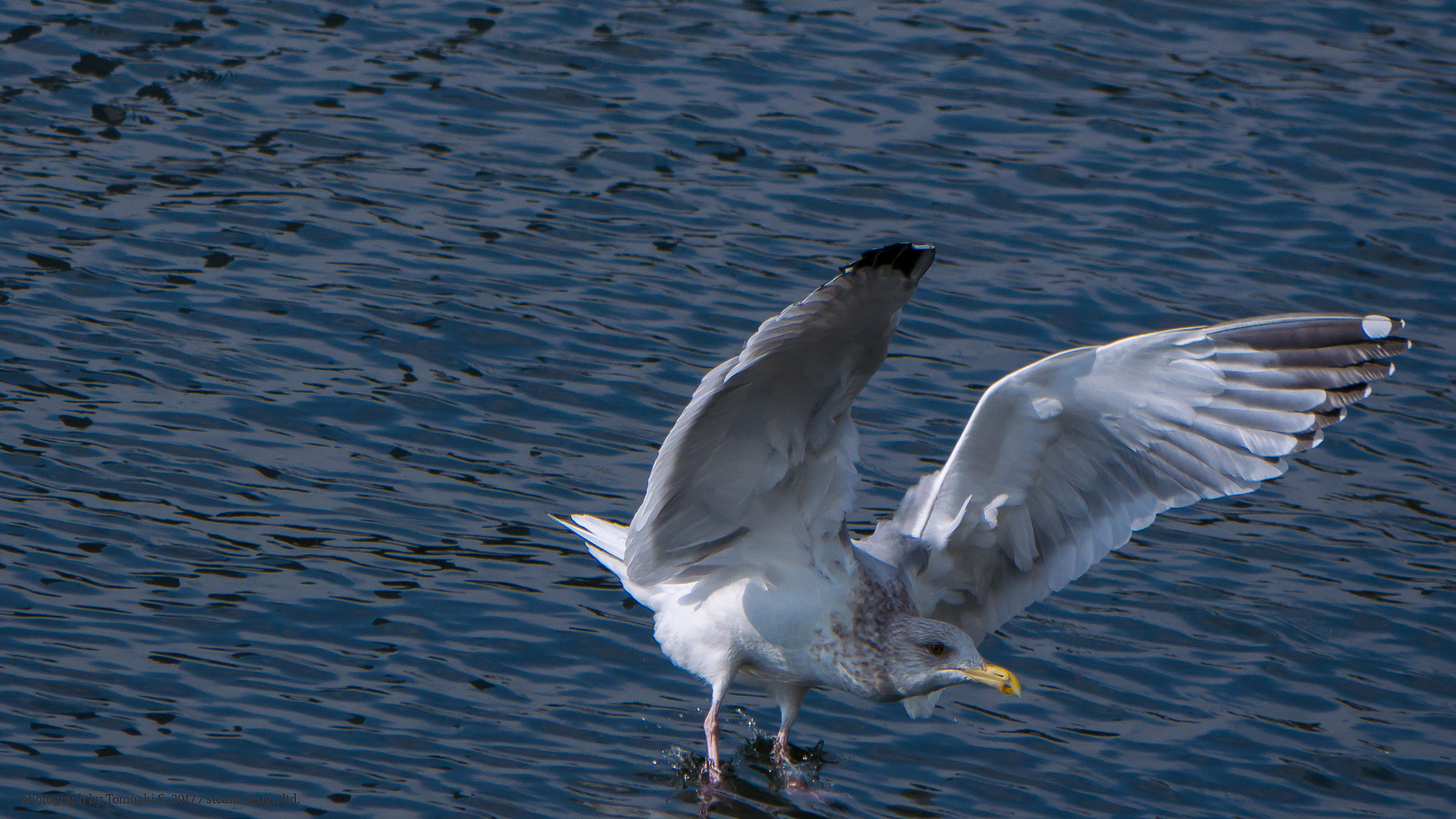 Panasonic DMC-G8 sample photo. Touch down photography