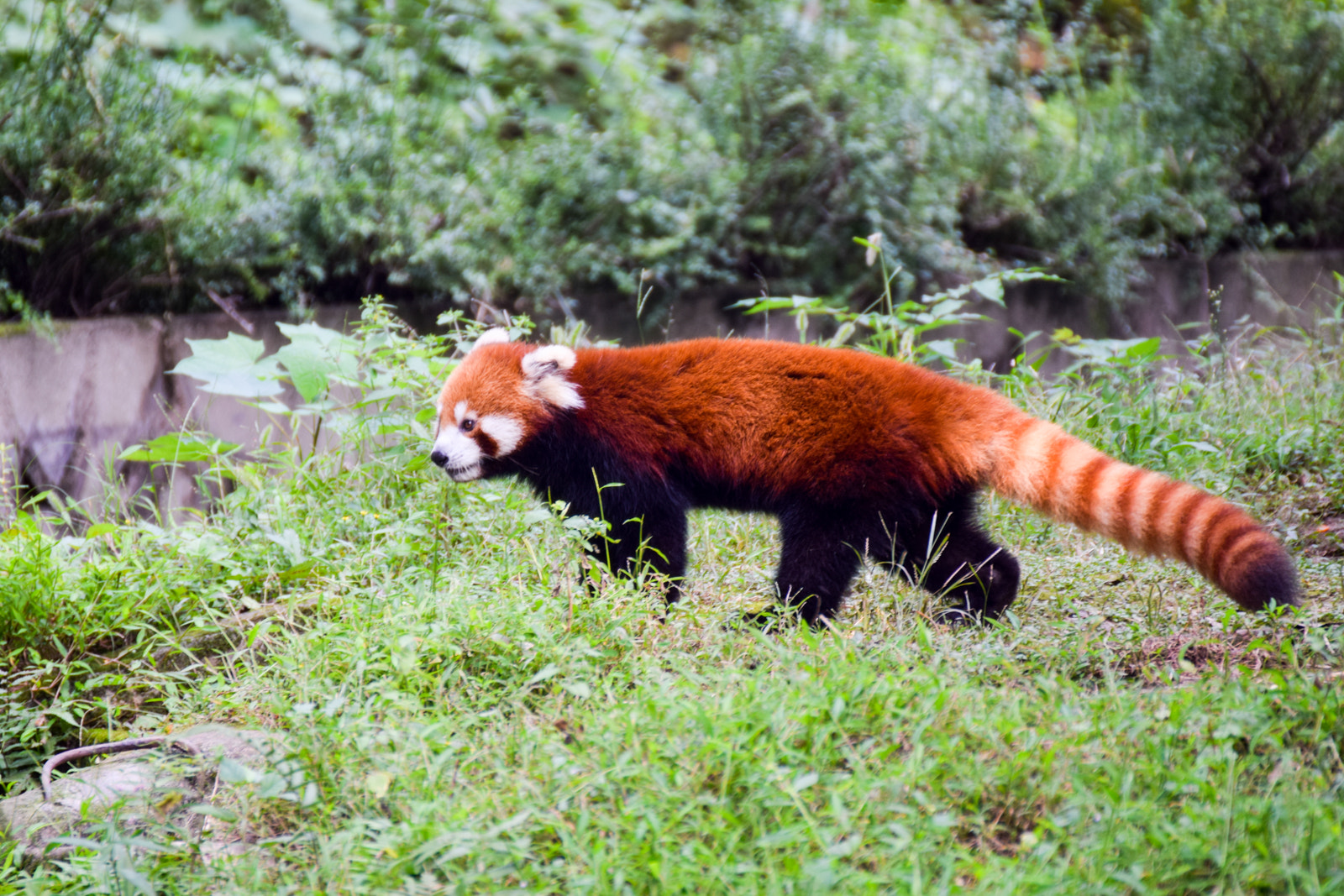 Nikon D3300 + Tamron SP 70-300mm F4-5.6 Di VC USD sample photo. Red panda prowl photography