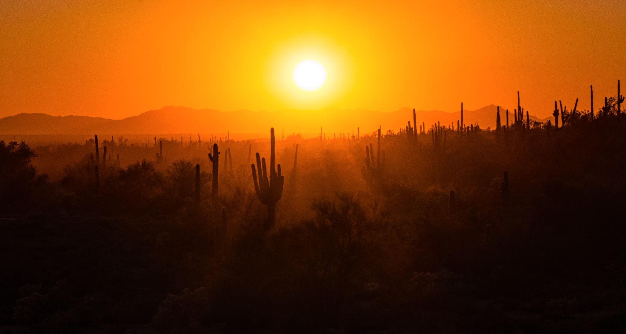 Sony a99 II sample photo. Burning sonoran sunset photography