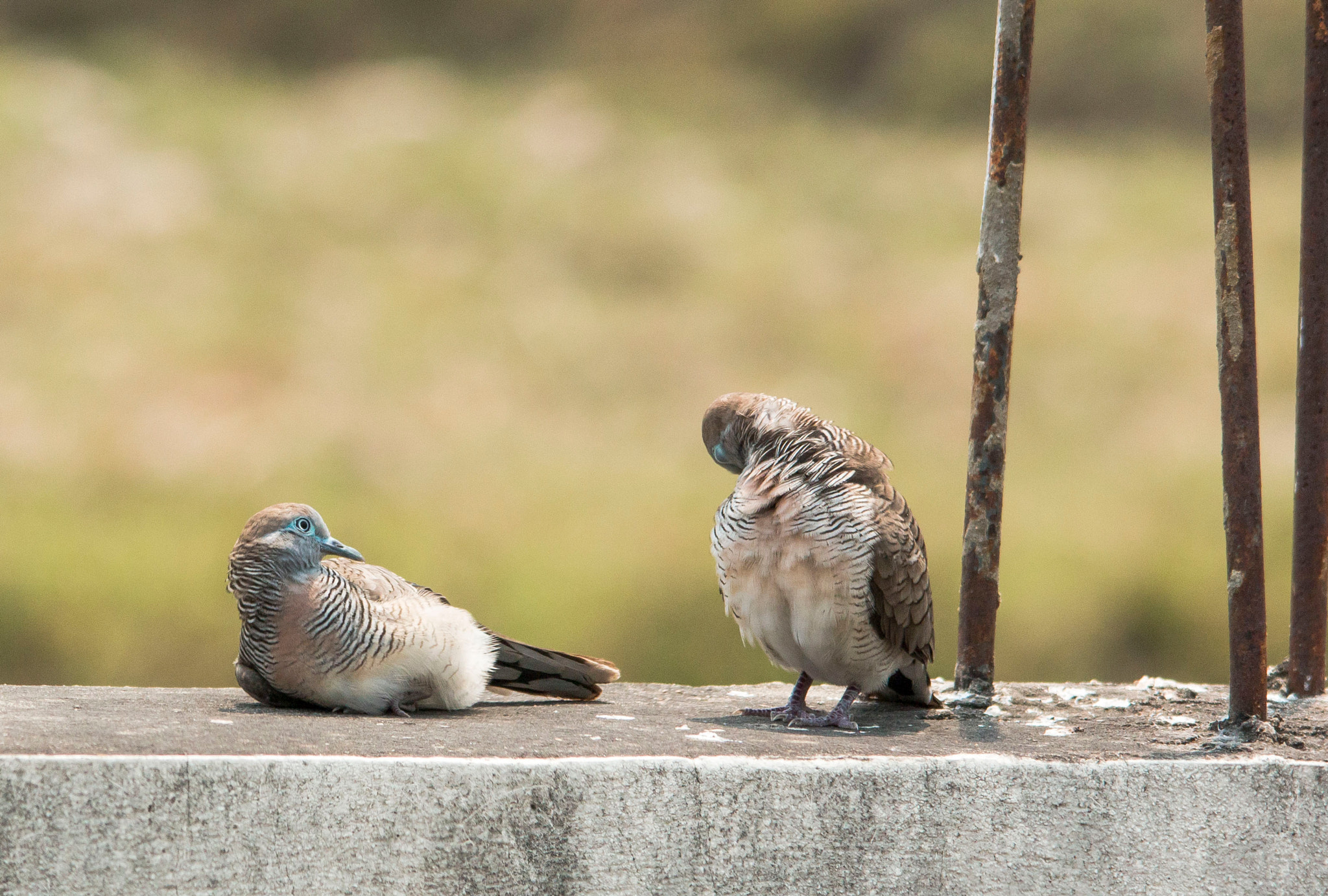 Canon EOS 70D + Sigma 150-500mm F5-6.3 DG OS HSM sample photo